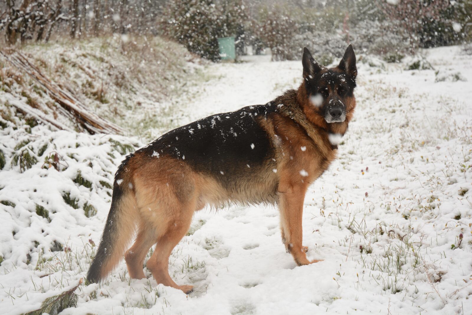 Nikon D7100 sample photo. German shepherd, dog, animal photography