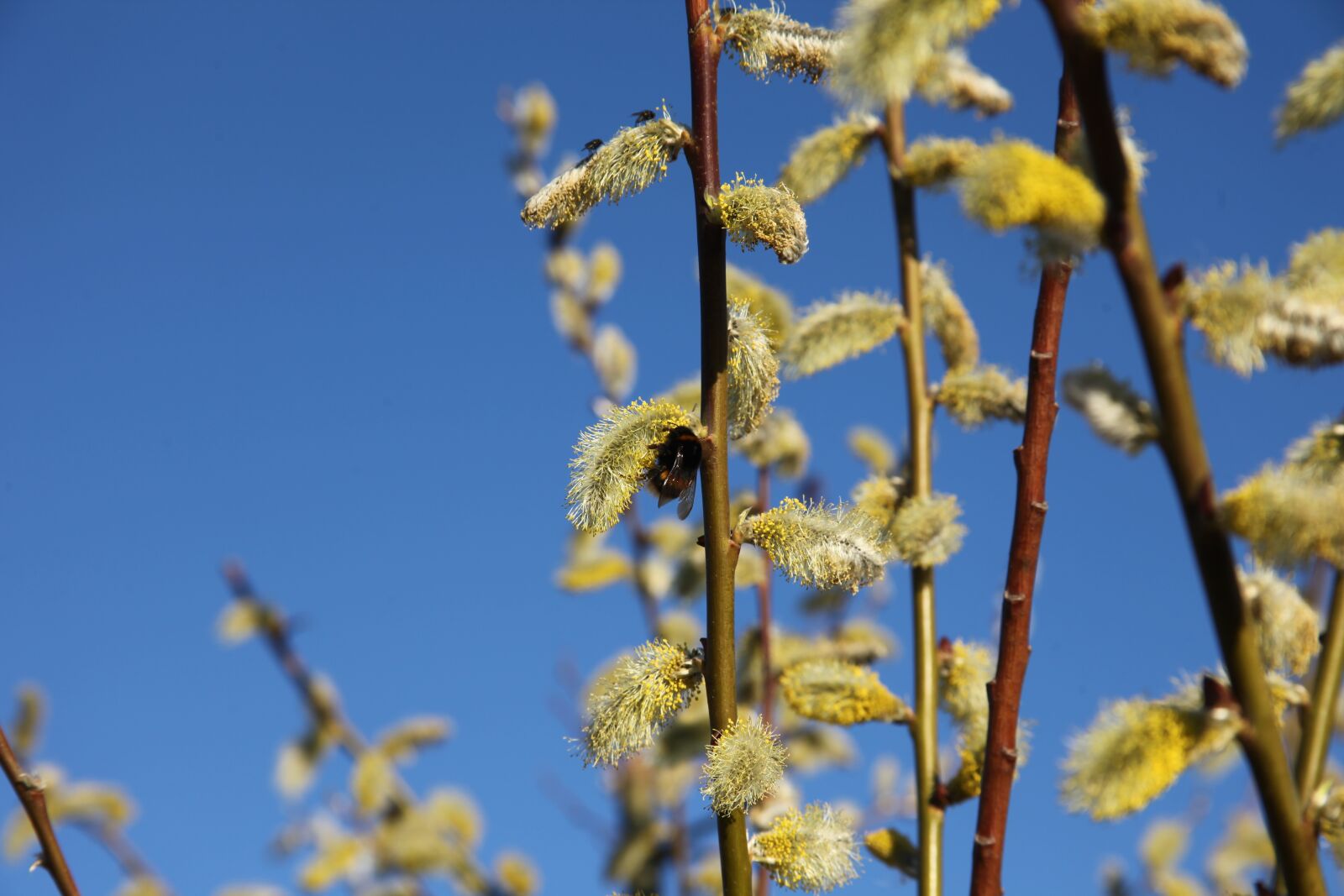 Canon EOS 5D Mark II sample photo. Spring, verba, bumblebee photography