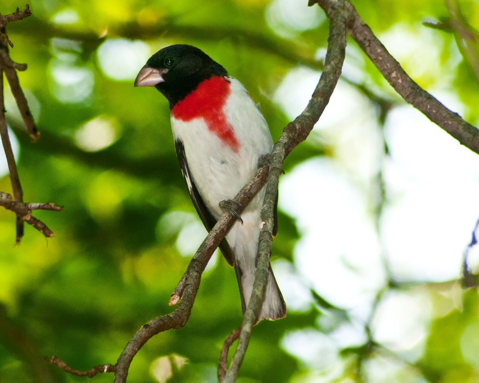 Nikon D300 sample photo. Bird, nature, outdoors photography