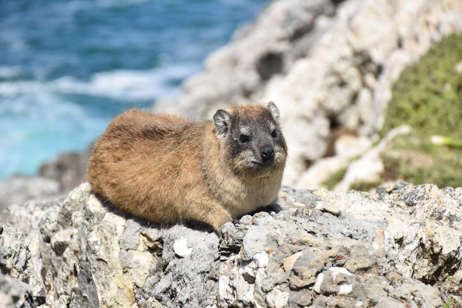 Nikon D5500 sample photo. Rock rabbit, rocky, african photography