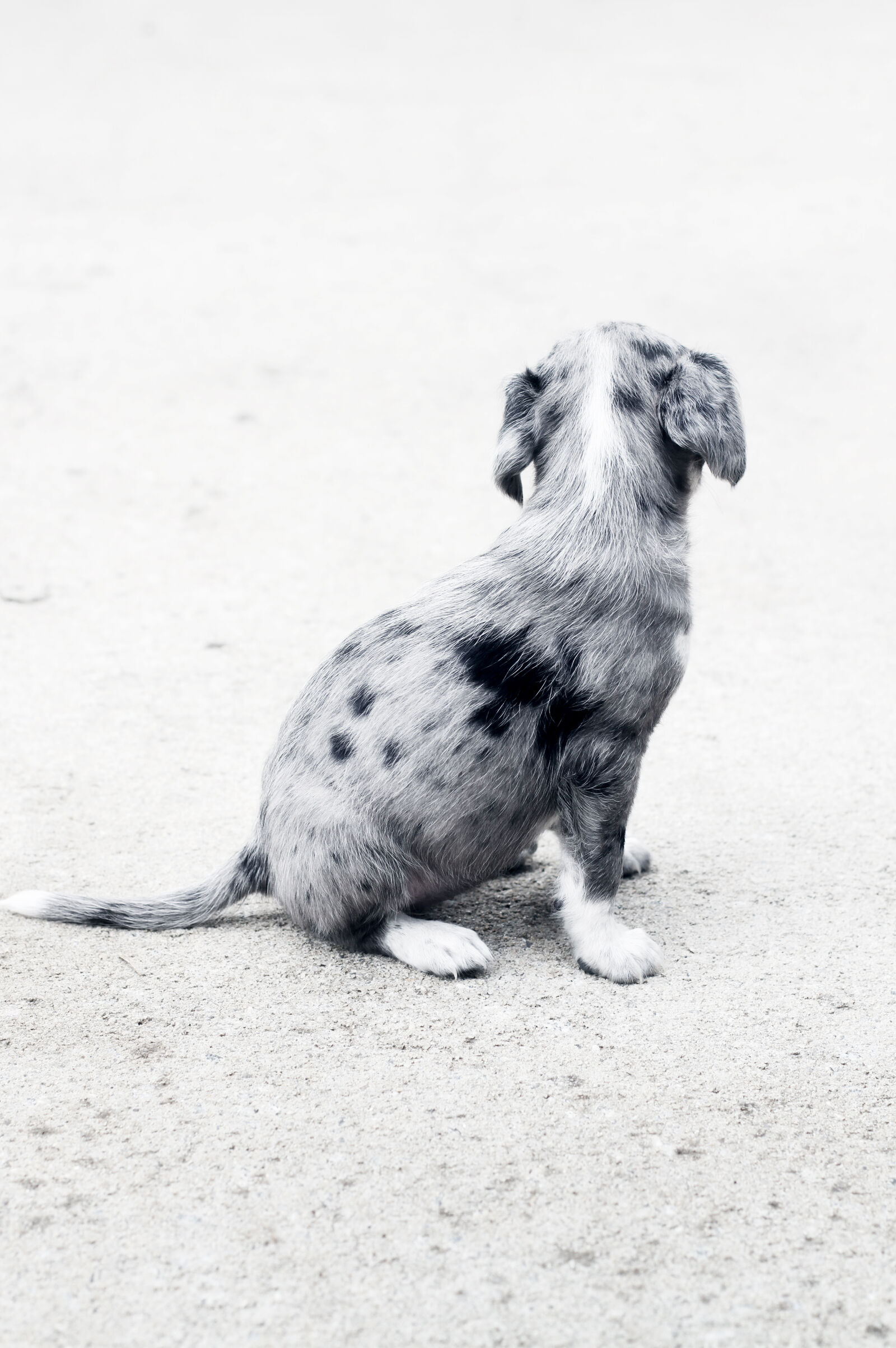 Canon EOS 7D + Canon EF 50mm F1.4 USM sample photo. Dog, on, floor photography