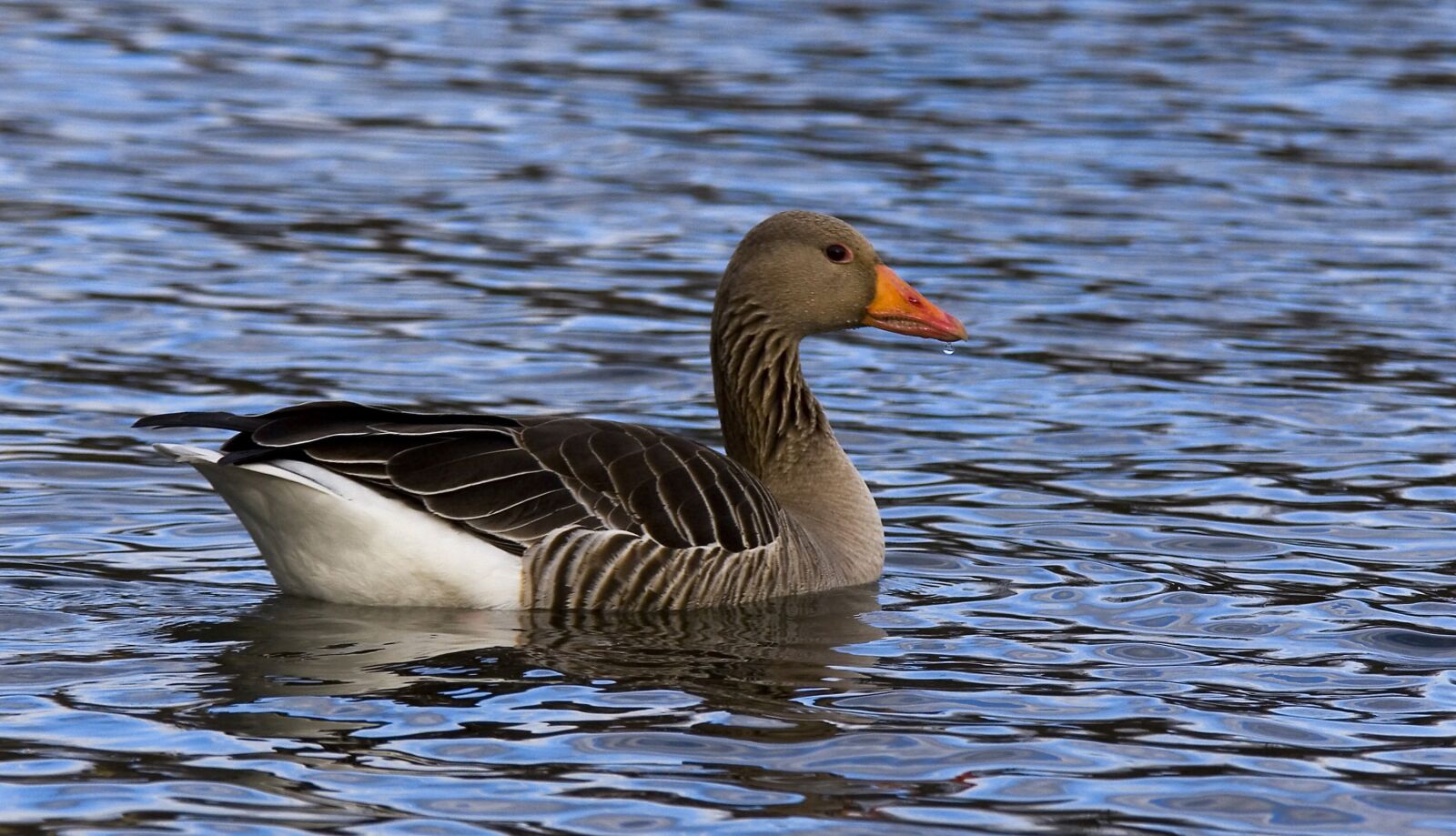 Canon EOS 20D sample photo. Birds, the nature of photography