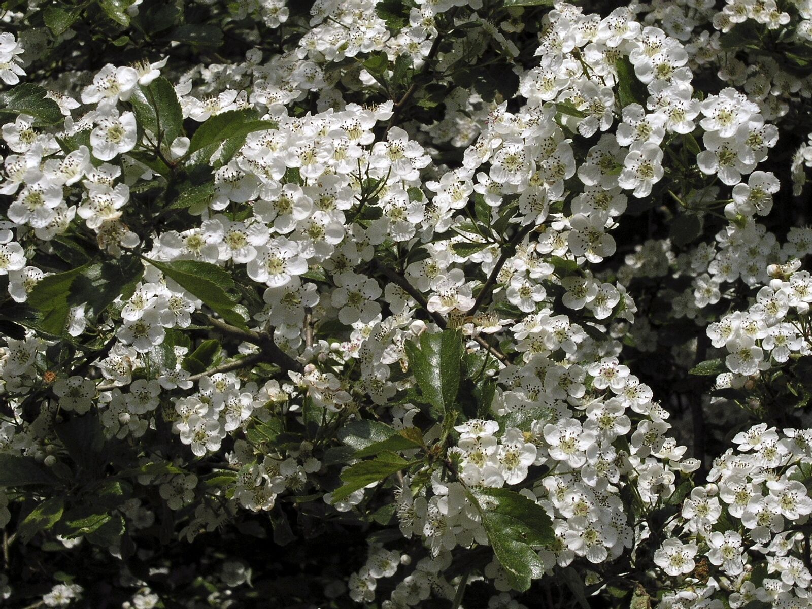 Olympus C5050Z sample photo. Spring, flowers, bush photography