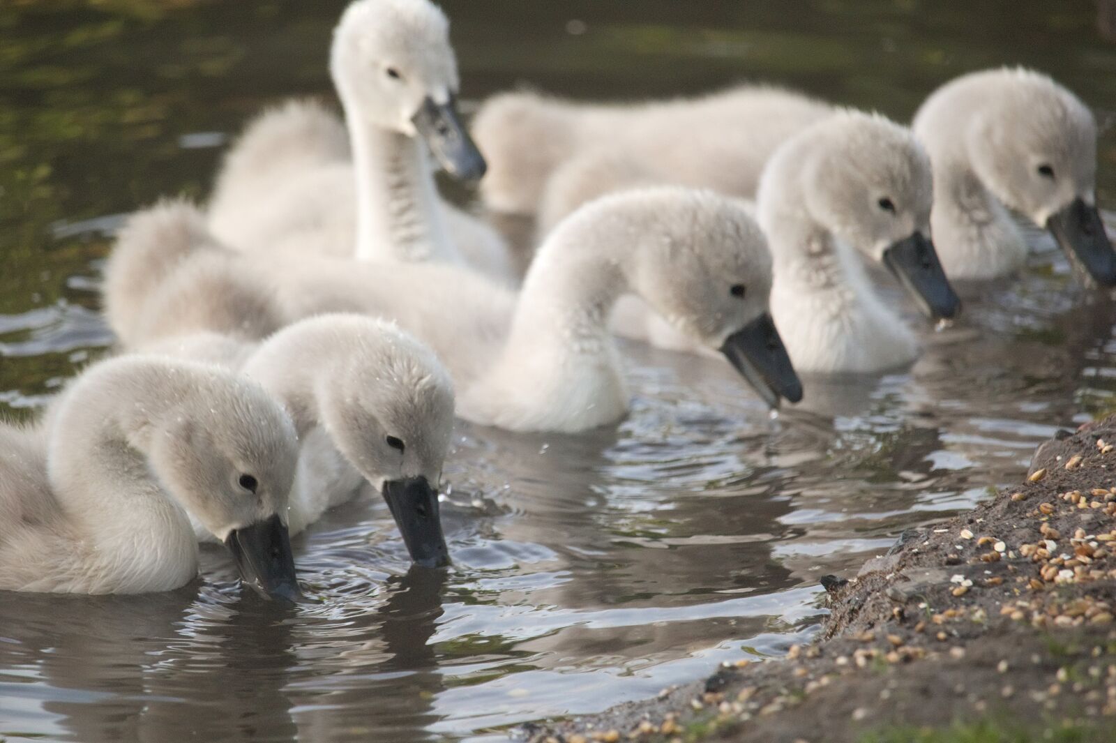 Canon EOS 60D + Canon EF-S 55-250mm F4-5.6 IS STM sample photo. Cygnets, six, birds photography