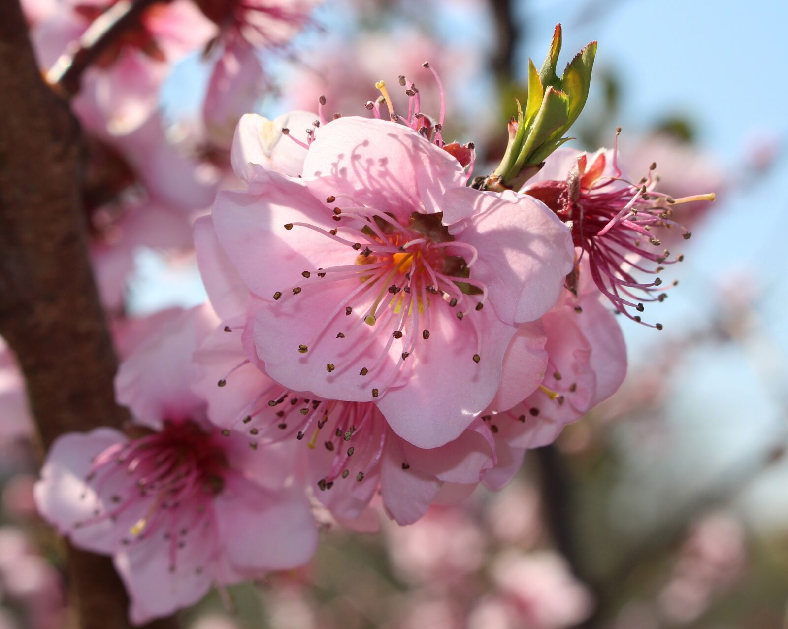 Canon EOS 700D (EOS Rebel T5i / EOS Kiss X7i) sample photo. Peach blossom, bloom, blossom photography