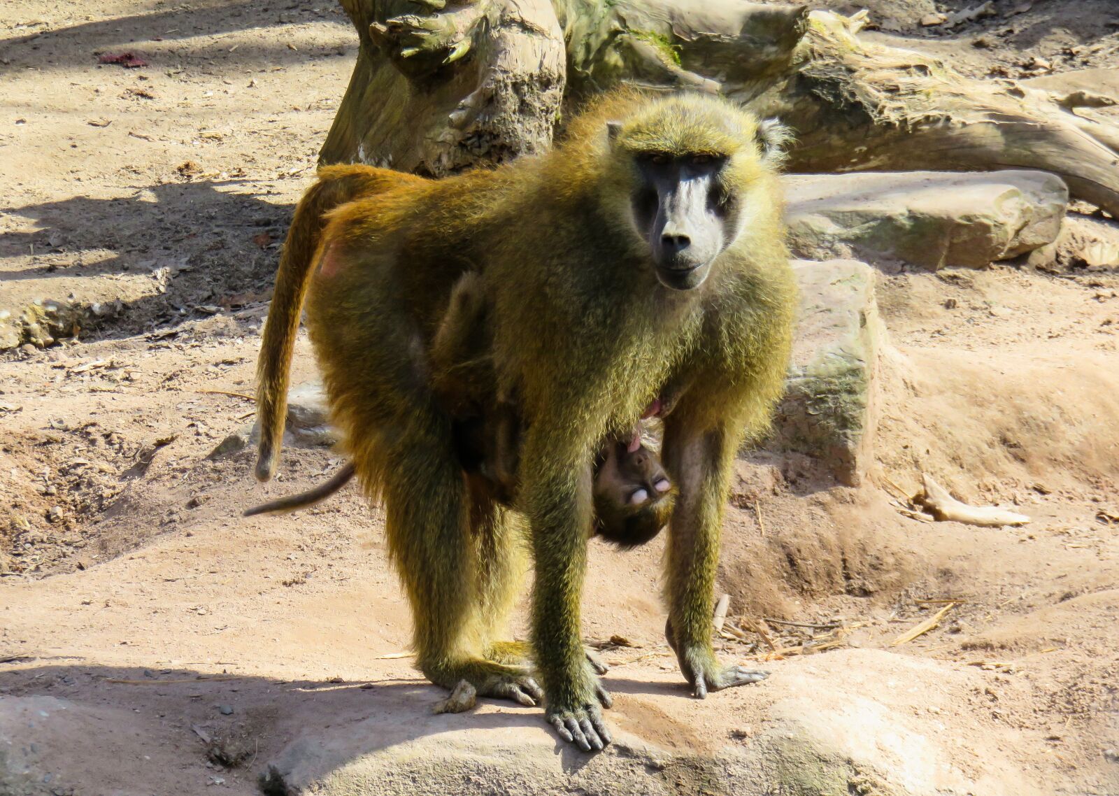 Canon PowerShot SX710 HS sample photo. Monkey, primate, animal photography