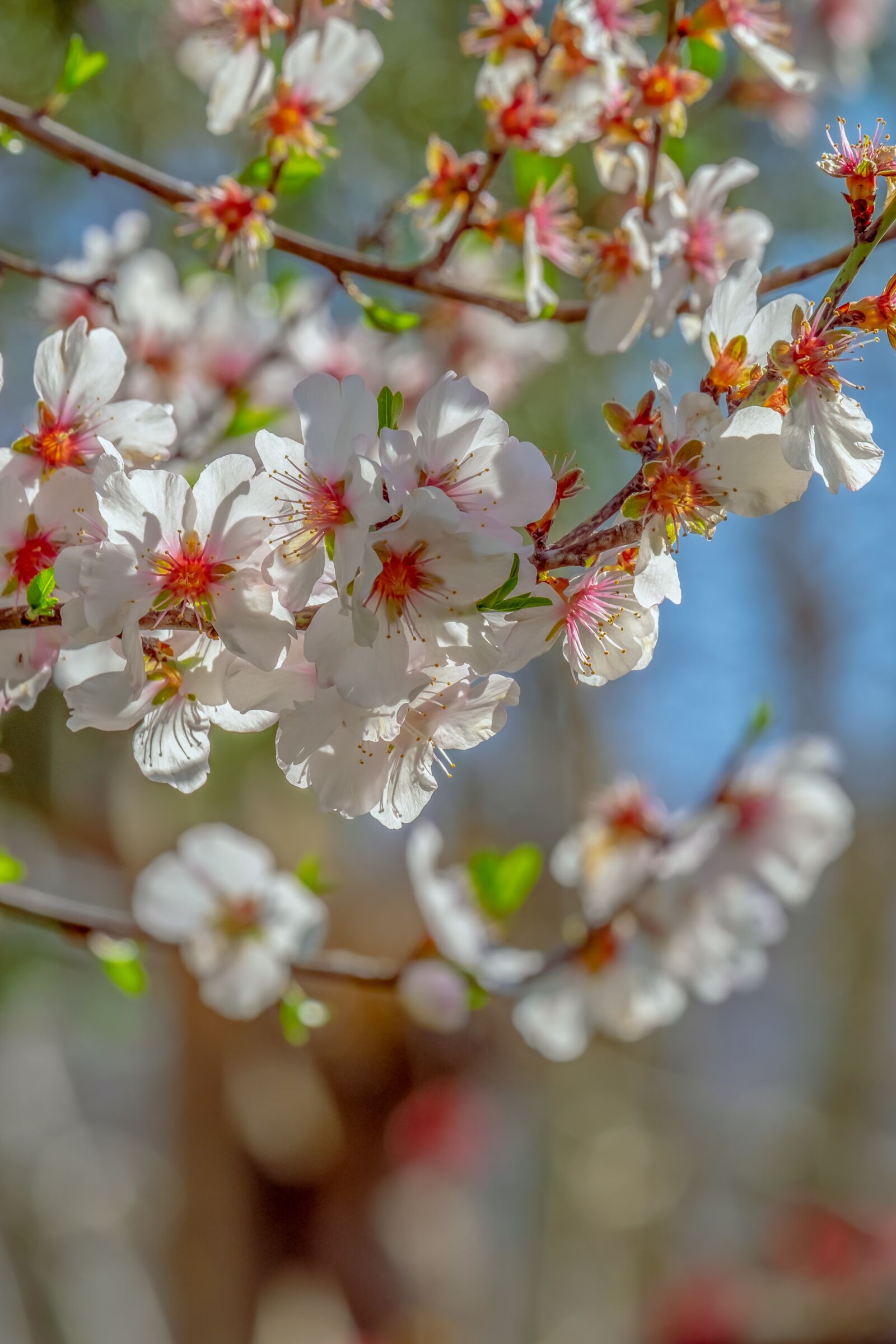 Fujifilm XF 55-200mm F3.5-4.8 R LM OIS sample photo. Japanese cherry, tree, spring photography