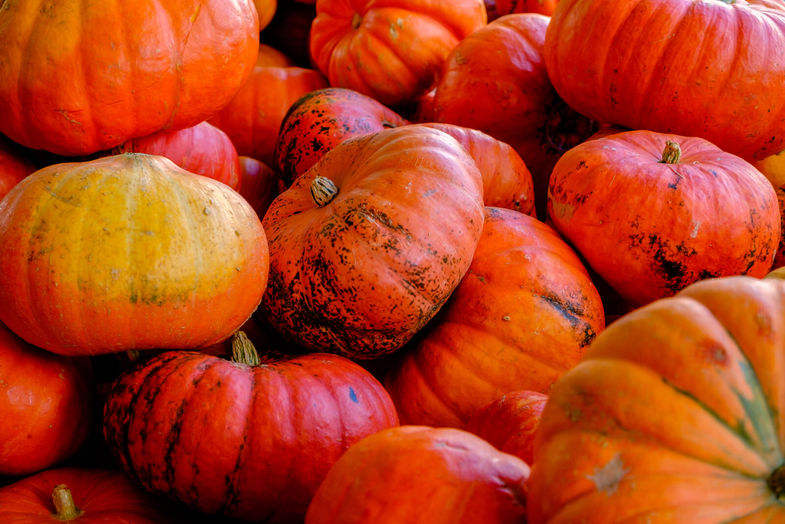 Fujifilm X-T10 sample photo. Halloween, pumpkins photography