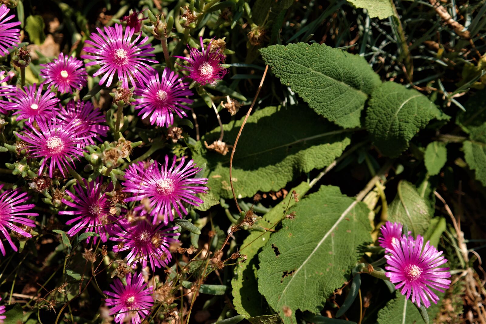 Samsung NX30 + NX 18-55mm F3.5-5.6 sample photo. Flower, blossom, bloom photography