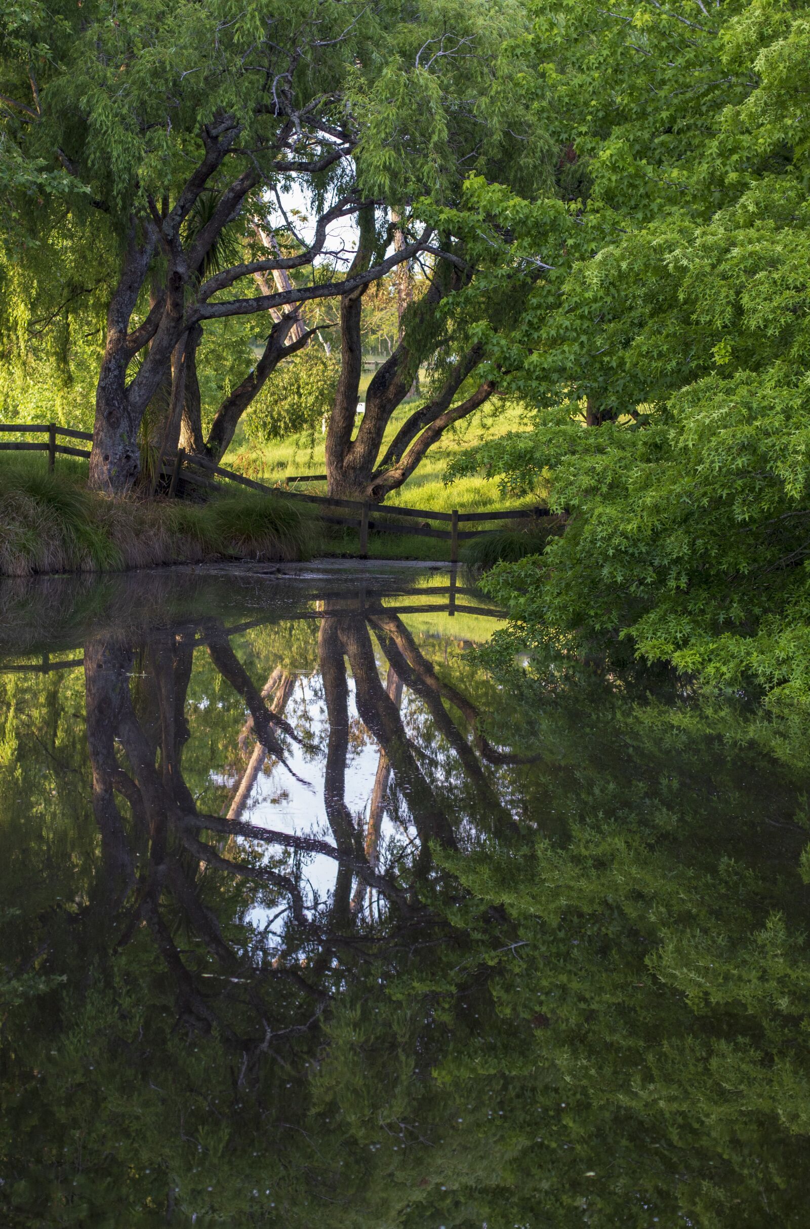 Canon EOS 700D (EOS Rebel T5i / EOS Kiss X7i) + Canon EF 50mm F1.4 USM sample photo. Pond, reflection, tree photography