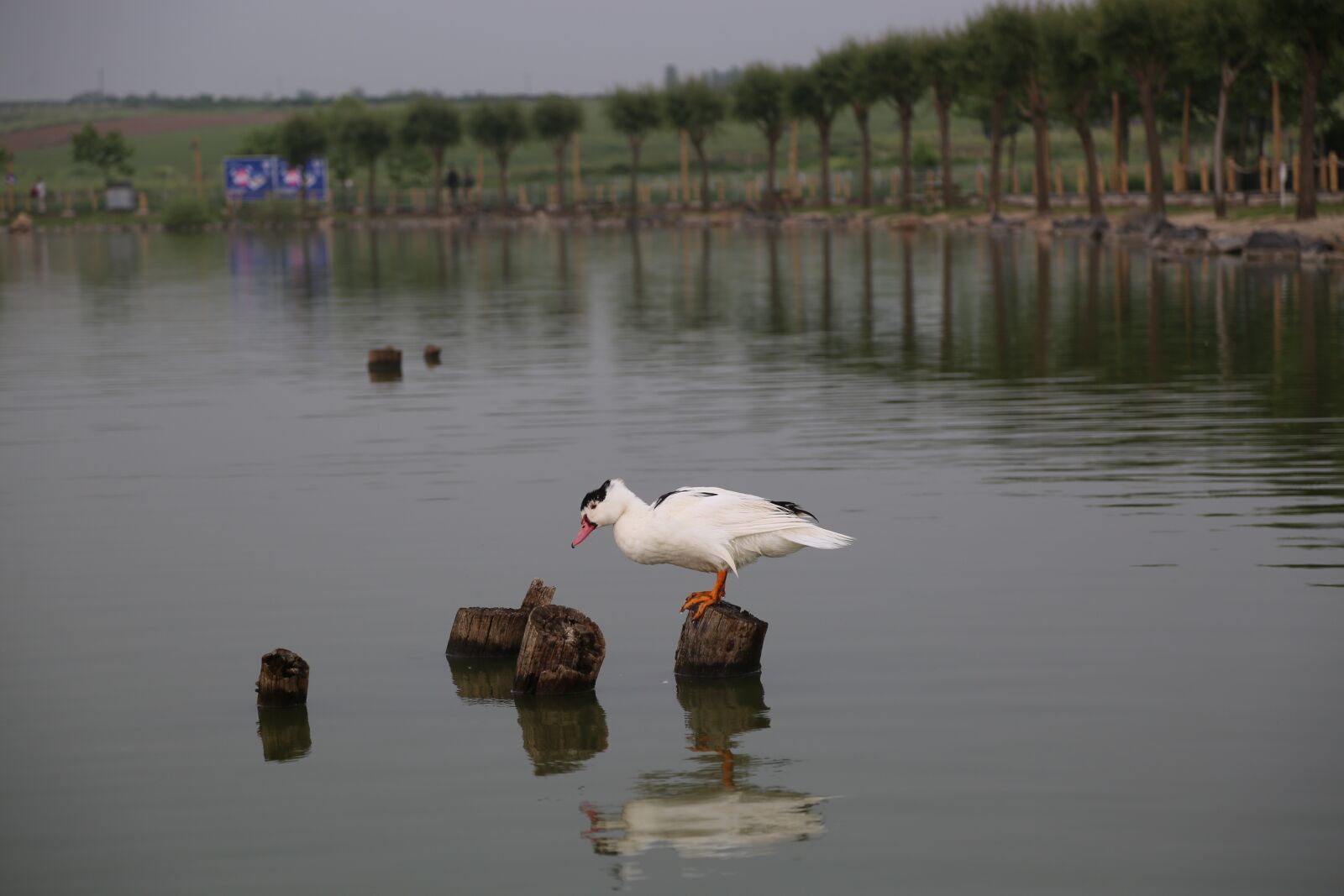 Canon EF 24-105mm F4L IS USM sample photo. Duck, nature, lake photography