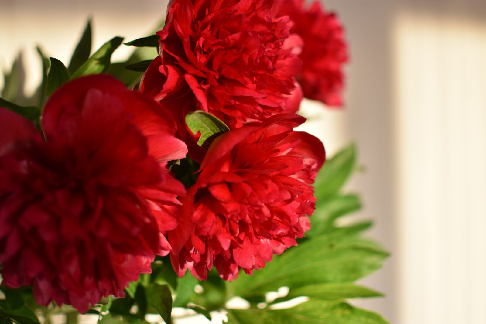 Nikon D3400 sample photo. Peony, spring, flowers photography