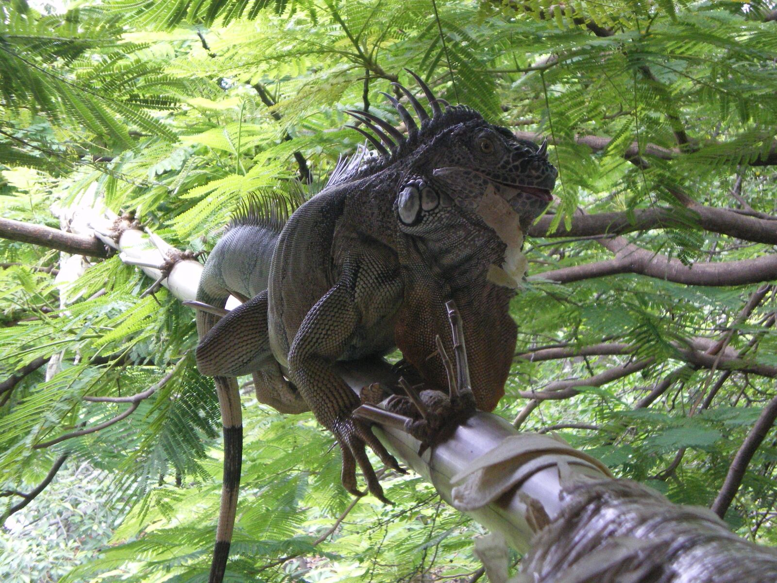 Pentax OPTIO M30 sample photo. Iguana, mexico, puerto vallarta photography