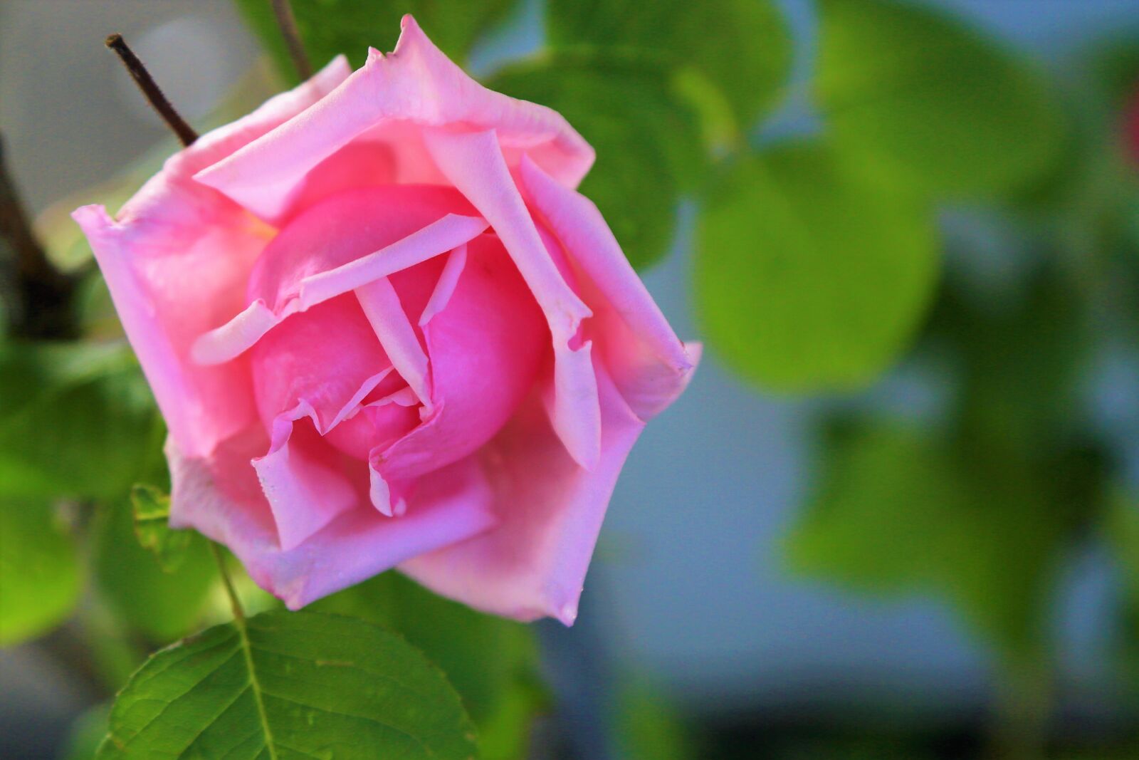 Canon EOS 5D Mark III sample photo. Rose, spring, pink photography