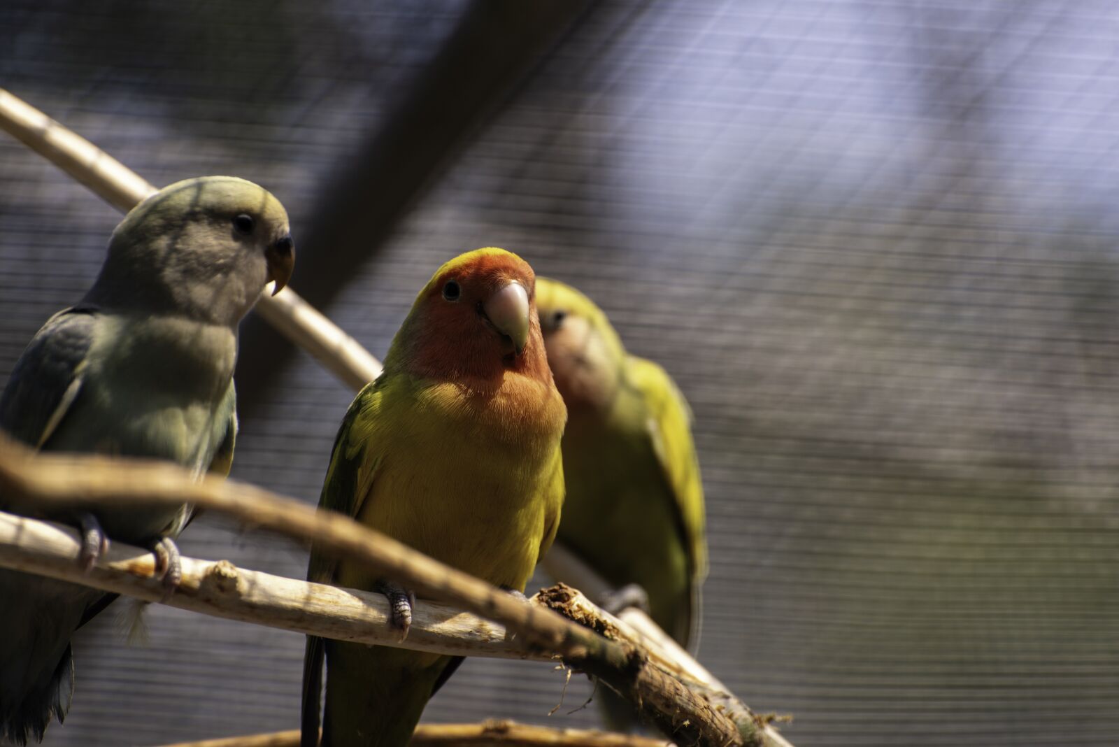 Nikon D750 sample photo. Bird, parrot, nature photography