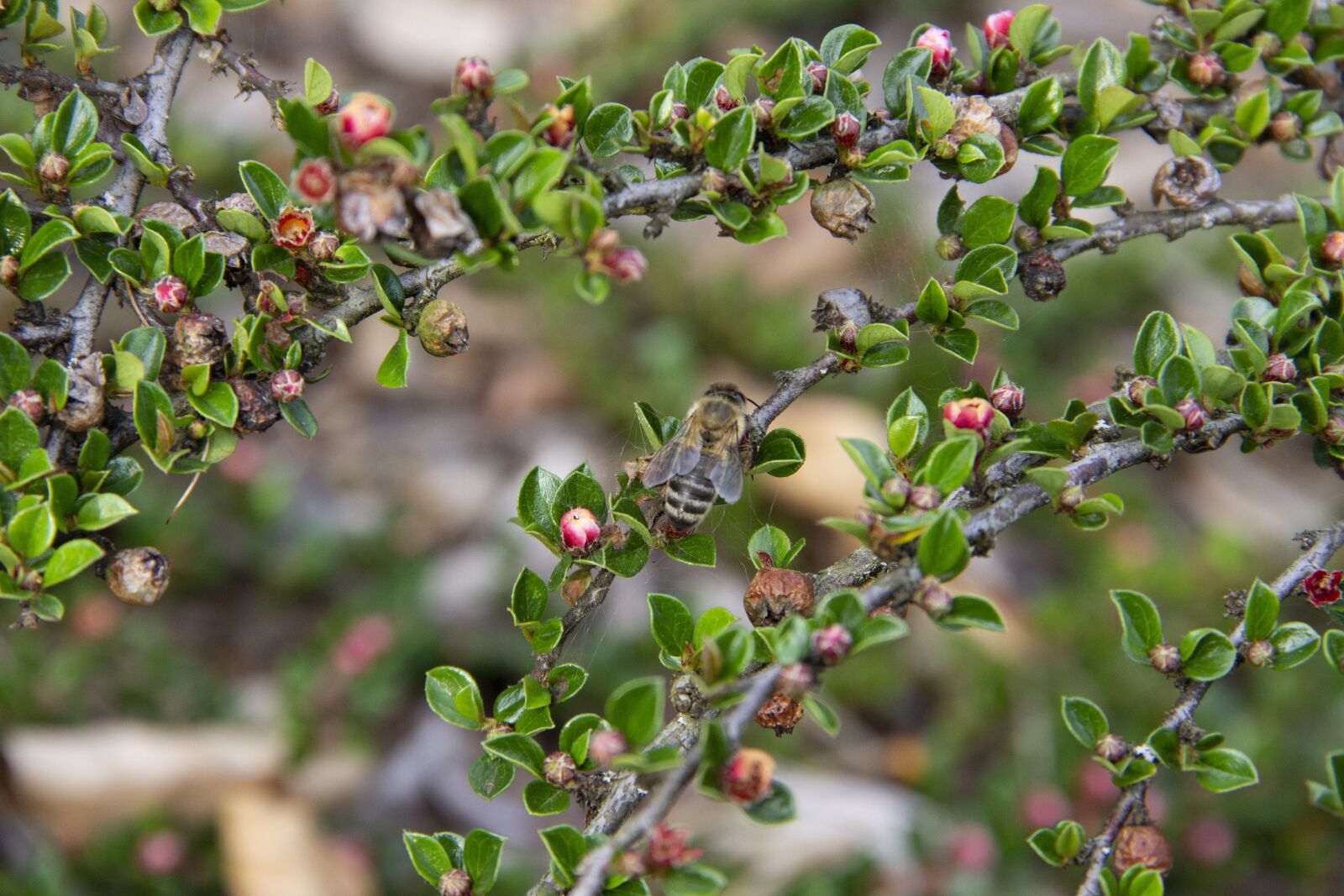 Canon EOS 600D (Rebel EOS T3i / EOS Kiss X5) sample photo. Bush, plant, bee photography