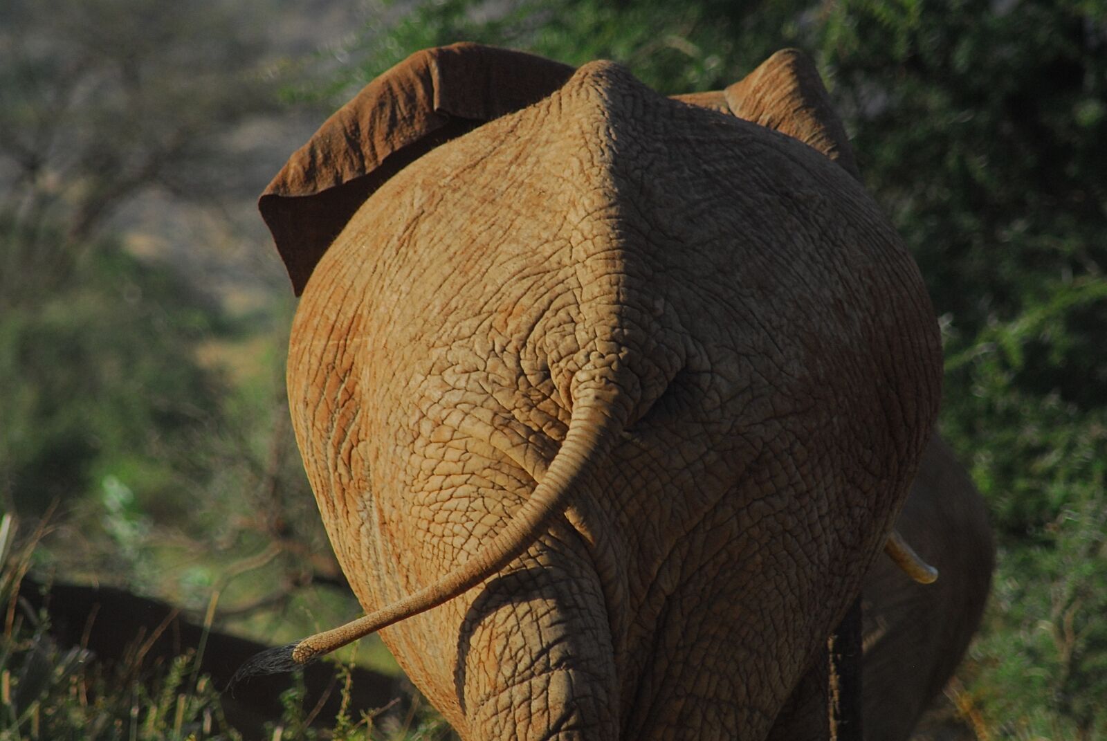 Nikon D200 sample photo. Wild, elephant, africa photography