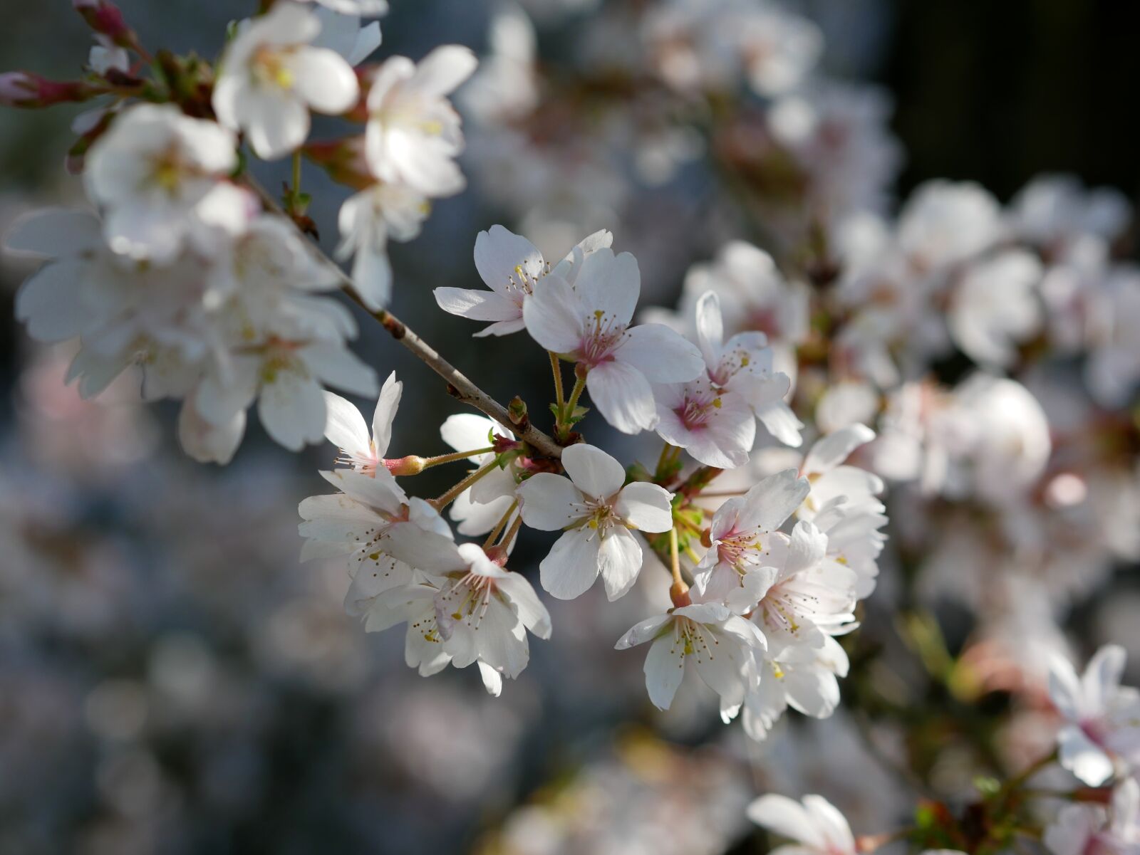 Panasonic Lumix DMC-GX85 (Lumix DMC-GX80 / Lumix DMC-GX7 Mark II) sample photo. March-cherry, ornamental cherry, flowering photography