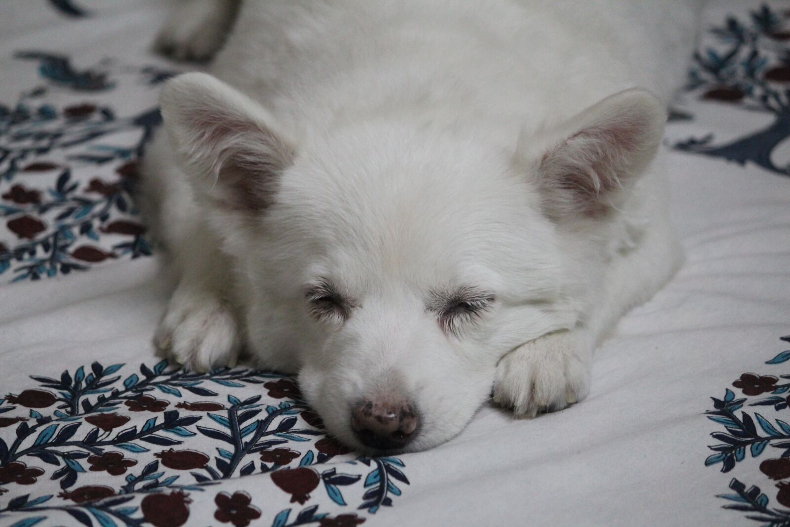 Canon EOS 1200D (EOS Rebel T5 / EOS Kiss X70 / EOS Hi) sample photo. Pet, dog, puppy photography