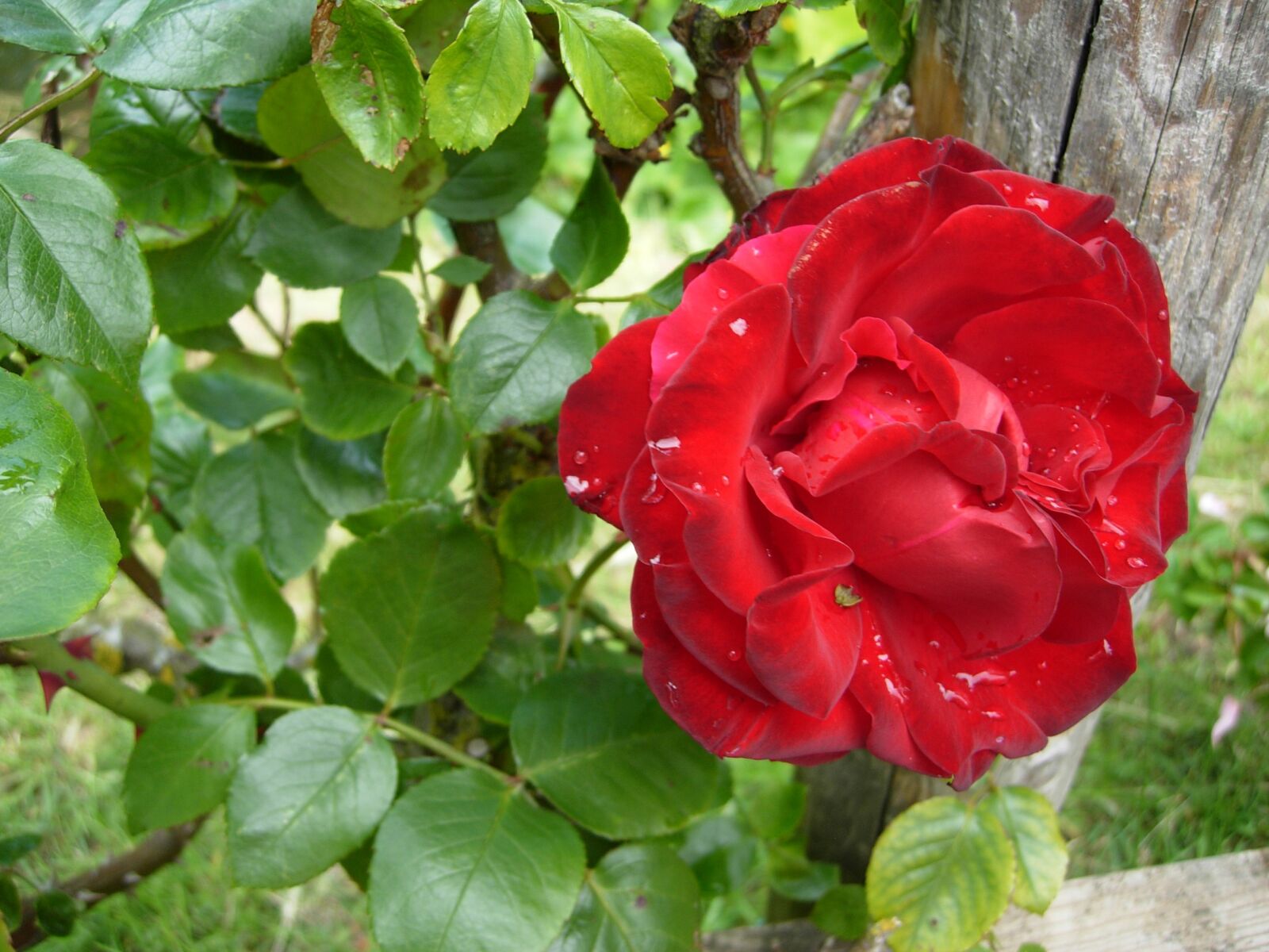 Nikon COOLPIX P4 sample photo. Rose, red, red roses photography