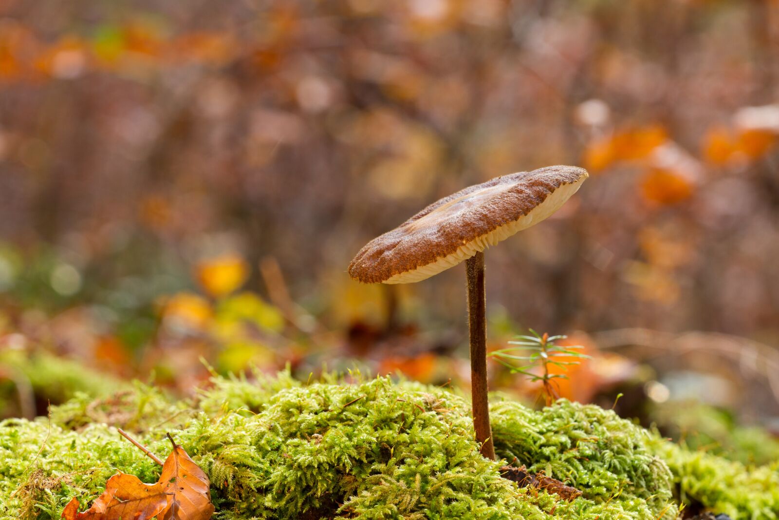Canon EOS 7D sample photo. Mushroom, small mushroom, sponge photography