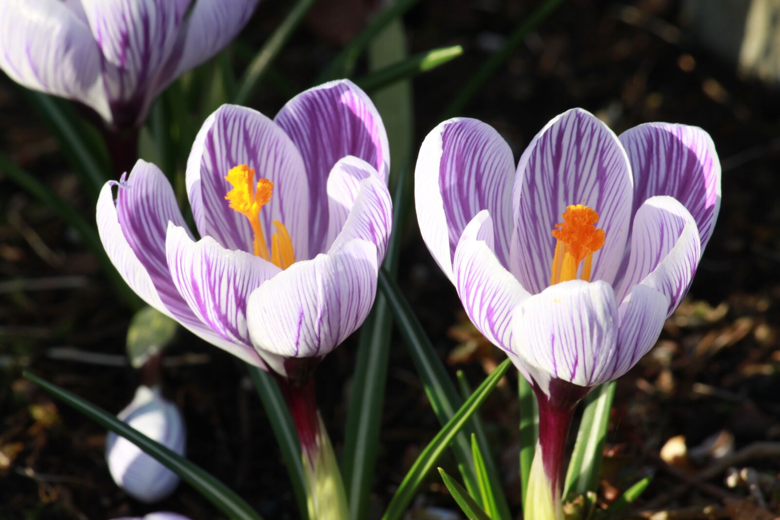 Canon EOS 500D (EOS Rebel T1i / EOS Kiss X3) sample photo. Crocus in bloom, flower photography