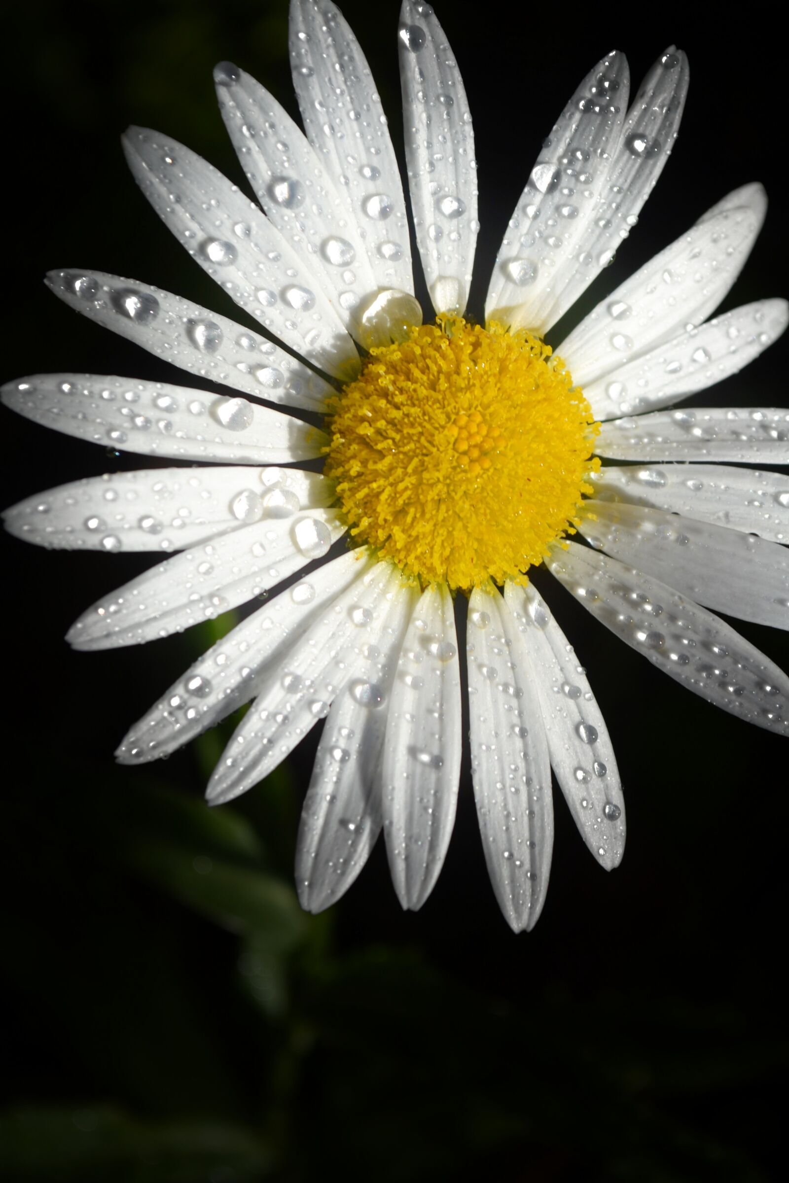 Nikon D3100 sample photo. Bloom, blossom, close-up photography