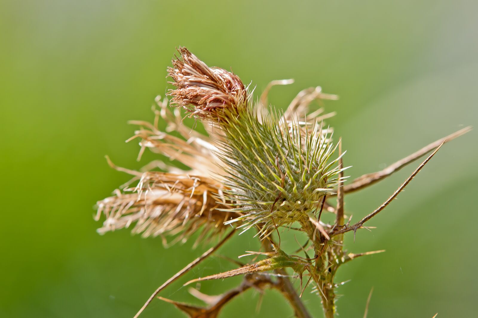 Canon EOS 50D sample photo. Thistle, spur, plant photography