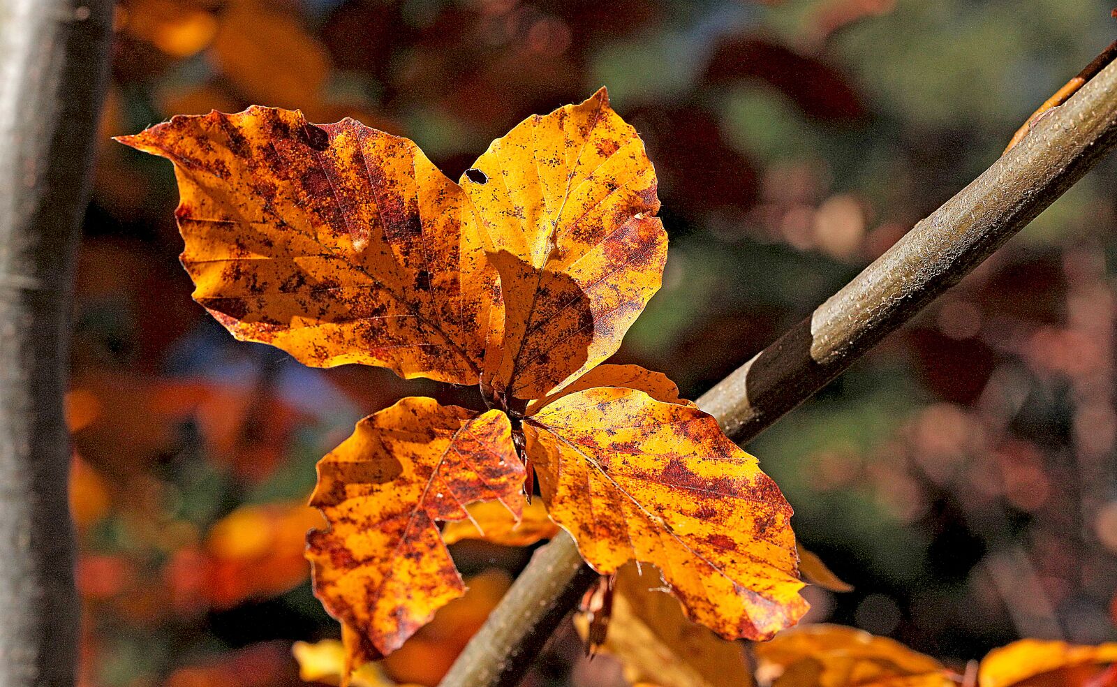 Canon EOS 5D Mark II sample photo. Foliage, zesch e list photography