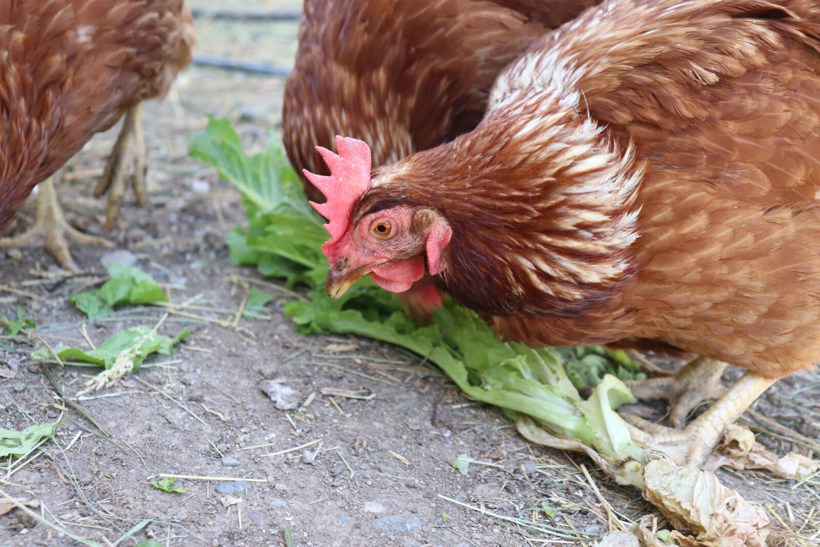Canon EOS 200D (EOS Rebel SL2 / EOS Kiss X9) sample photo. Chicken, black, white photography