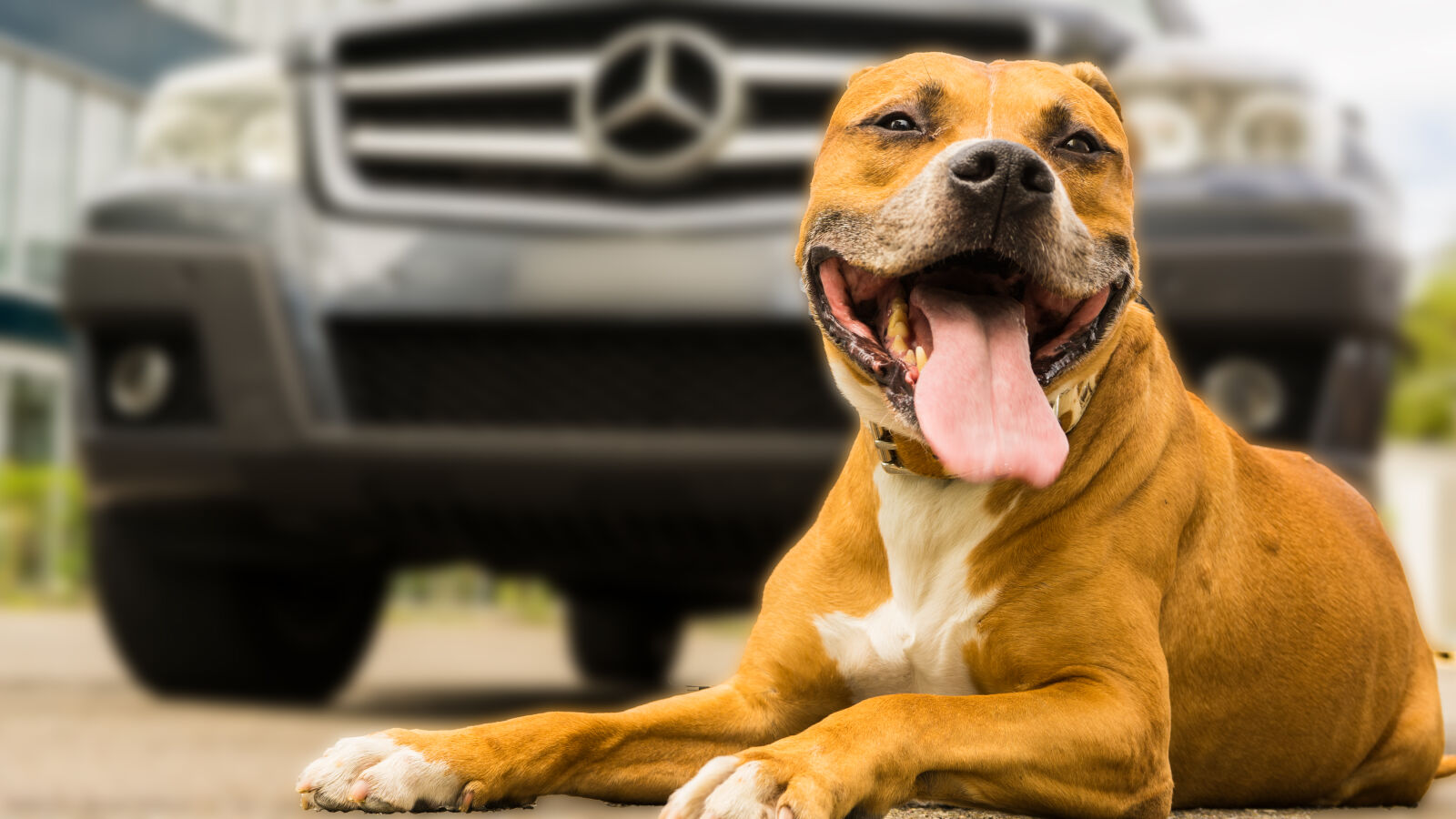 Sony a7 II + Sony FE 28-70mm F3.5-5.6 OSS sample photo. Blurr, car, dog, ligh photography