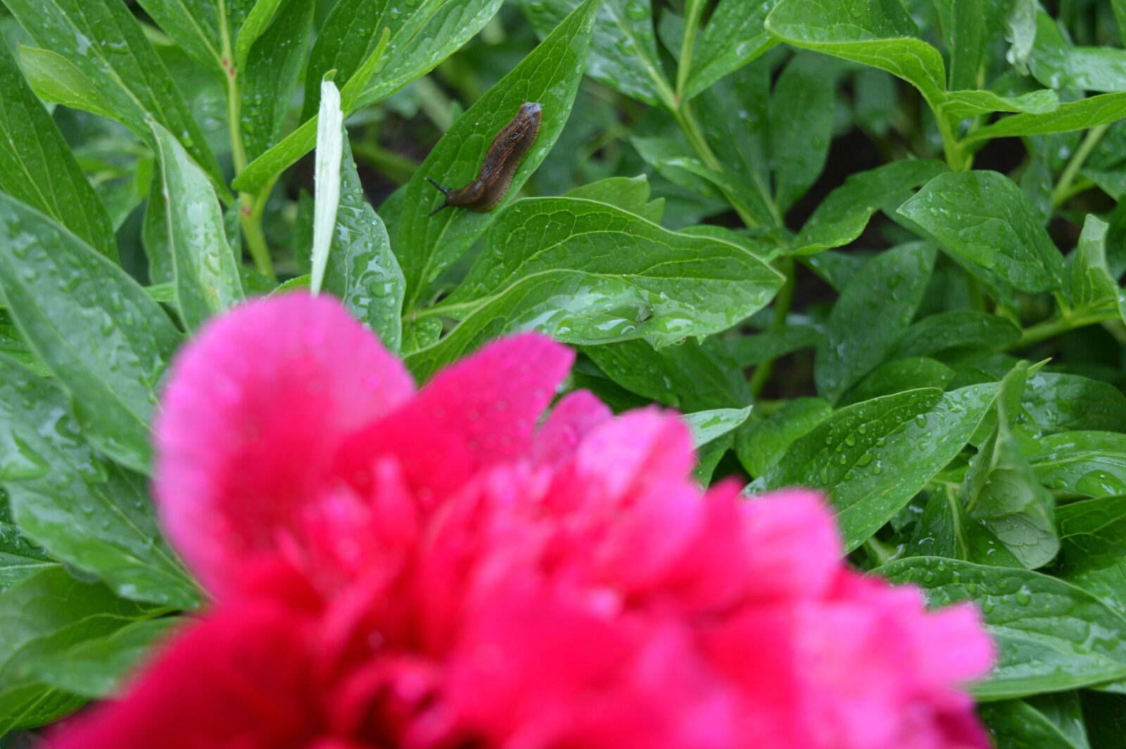 Nikon D3200 sample photo. Peony, flower, pink photography