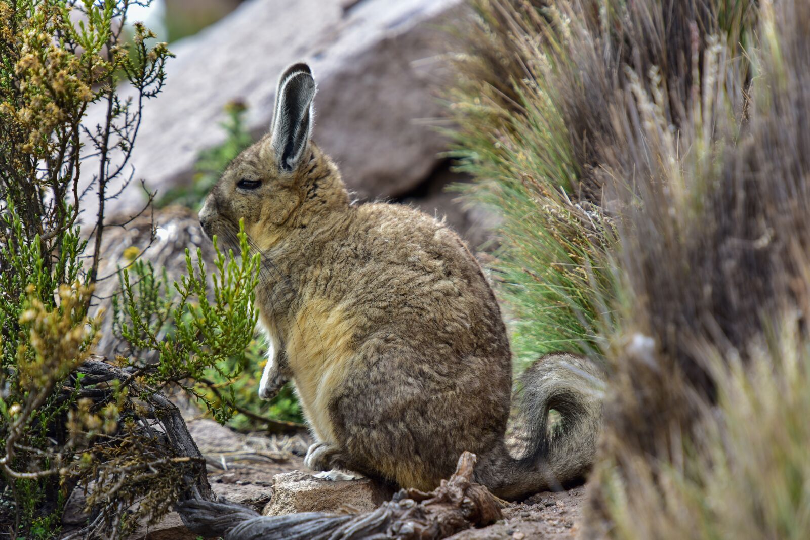 Nikon D810 sample photo. Chile, ande, viscaccia photography
