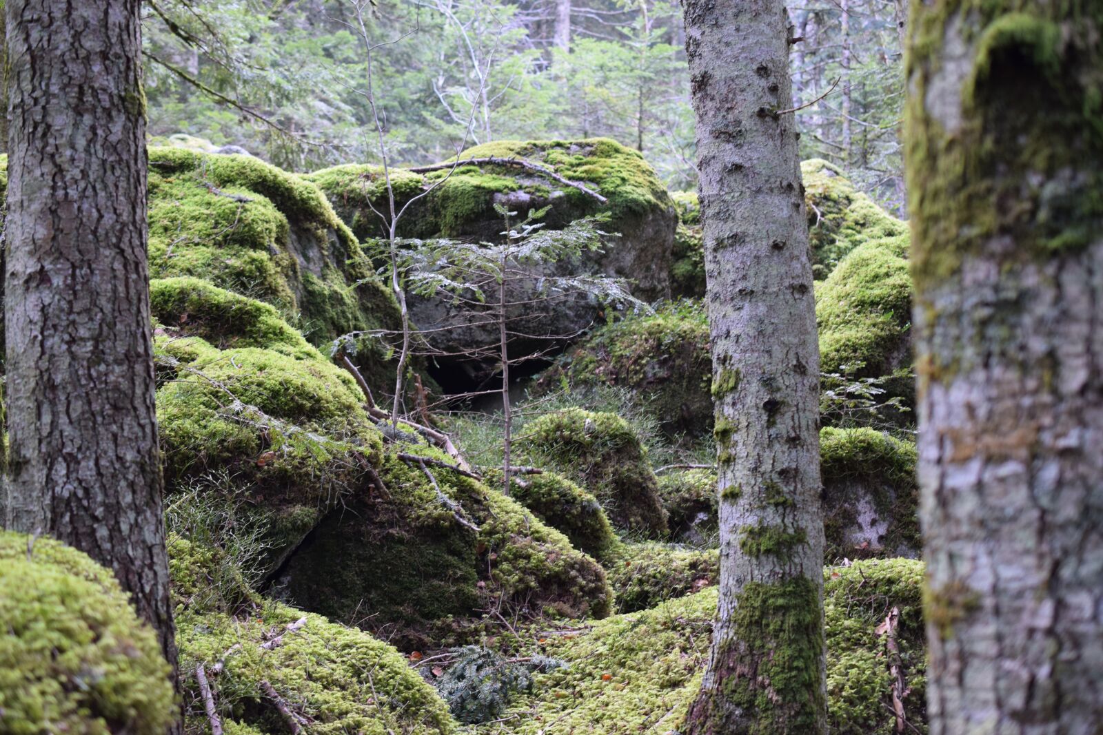 Nikon D5300 sample photo. Forest, foams, trees photography