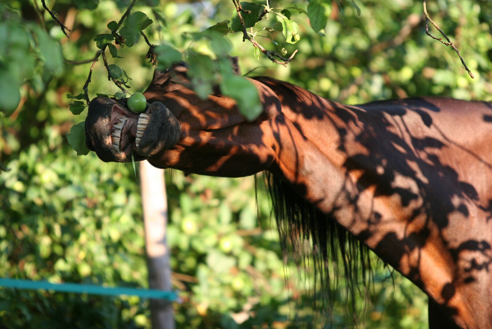 Canon EOS 20D sample photo. Horse, apple tree, food photography