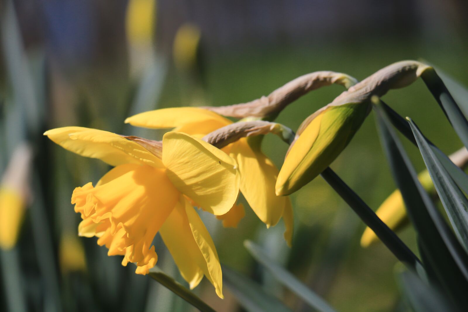 Canon EOS 700D (EOS Rebel T5i / EOS Kiss X7i) sample photo. Nature, flower, plant photography