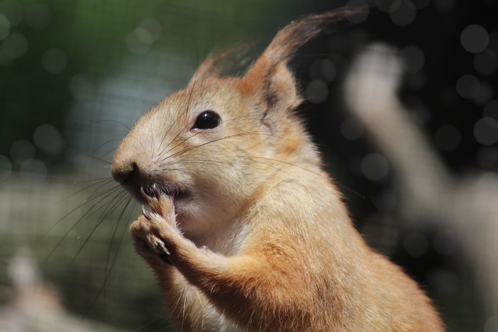 Canon EOS 1200D (EOS Rebel T5 / EOS Kiss X70 / EOS Hi) sample photo. Squirrel, animal, nager photography