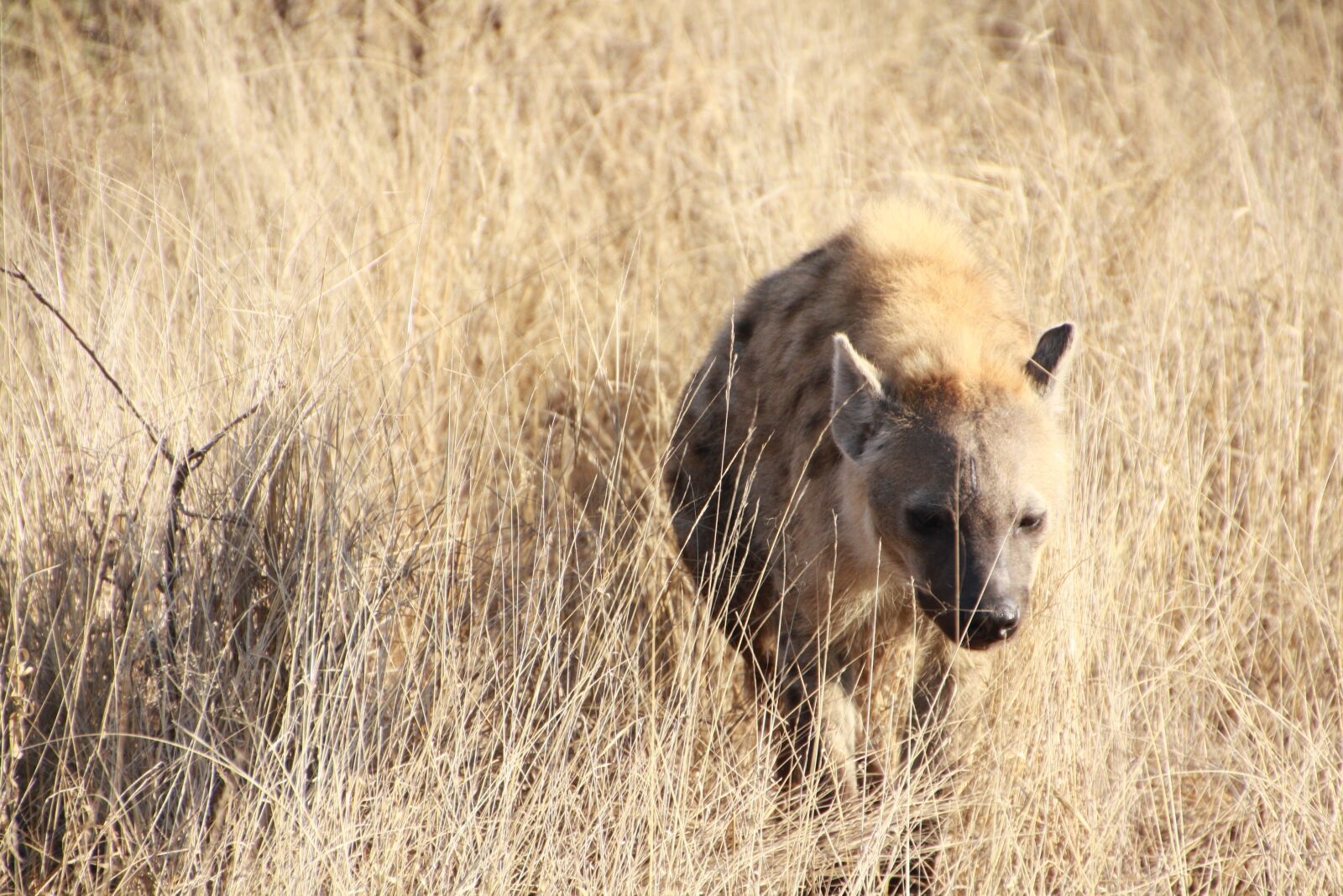 Canon EOS 1000D (EOS Digital Rebel XS / EOS Kiss F) sample photo. Hyena, safari, africa photography