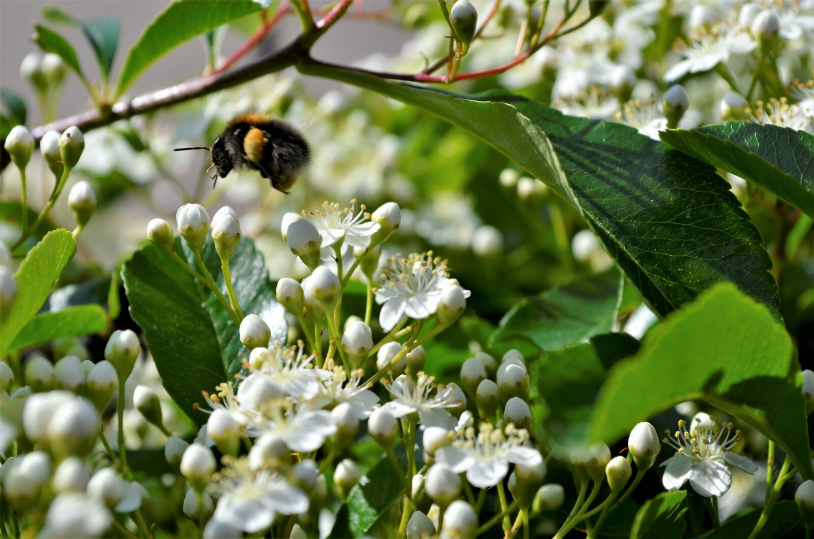 Nikon D5100 sample photo. Bumblebee, fly, flowers photography