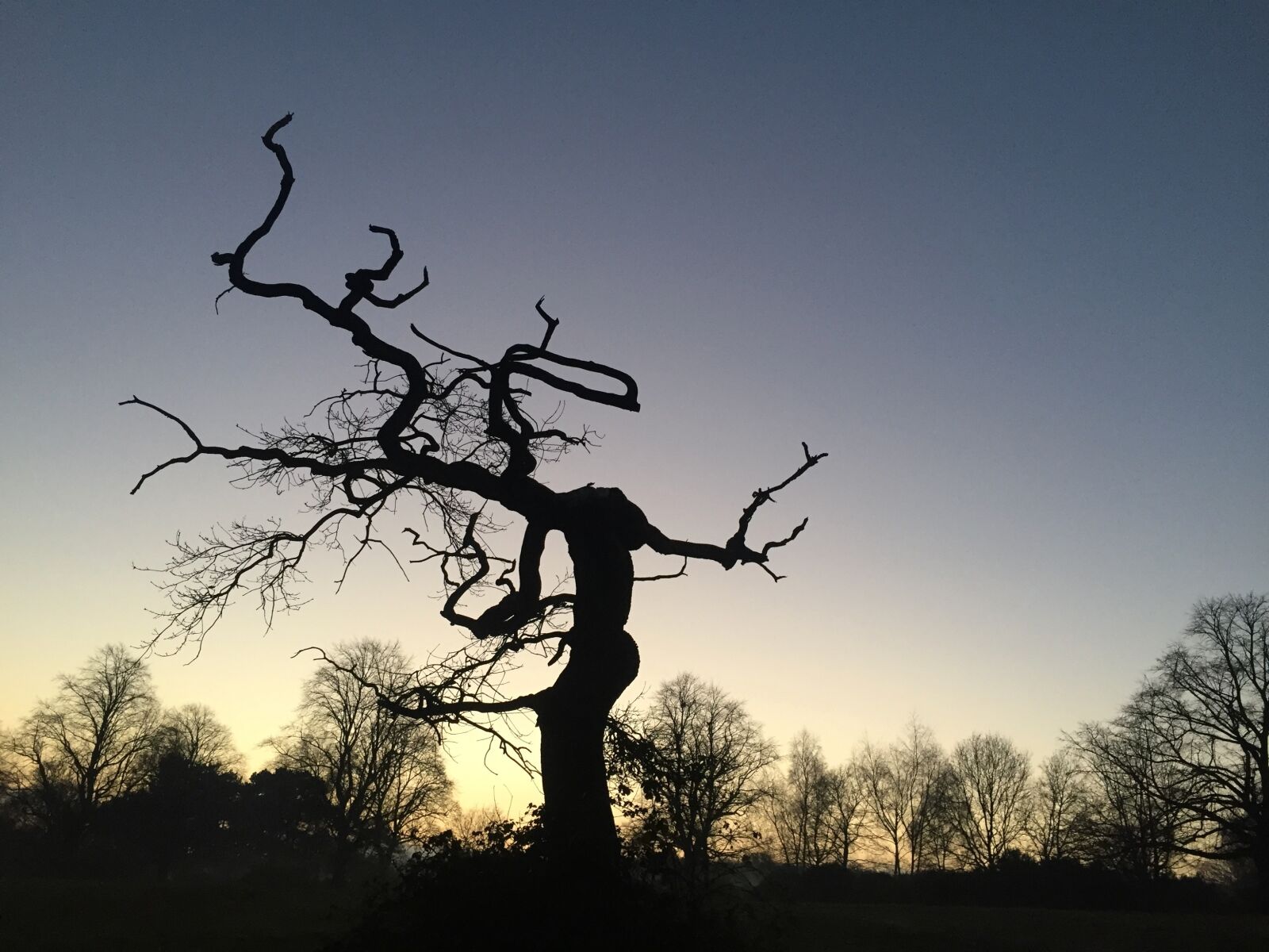 iPhone 6 back camera 4.15mm f/2.2 sample photo. Park, tree, nature photography