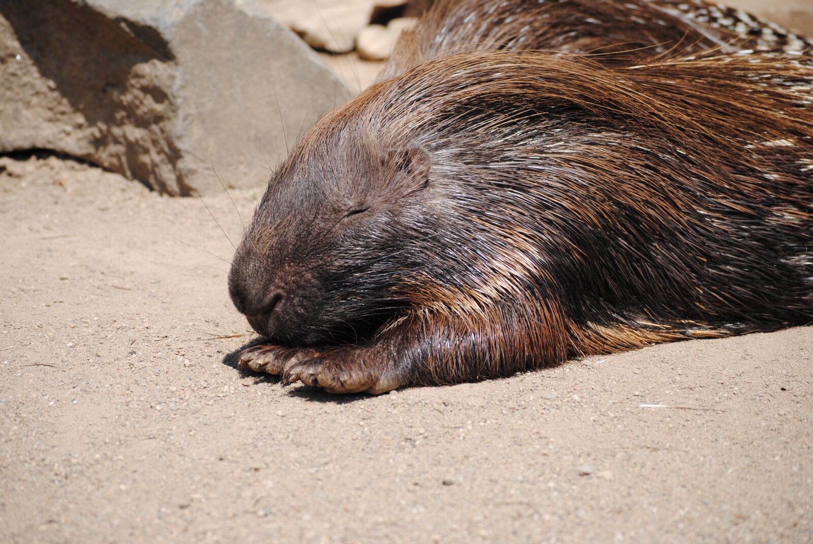 Nikon D3000 sample photo. Hannah, nature, animal photography