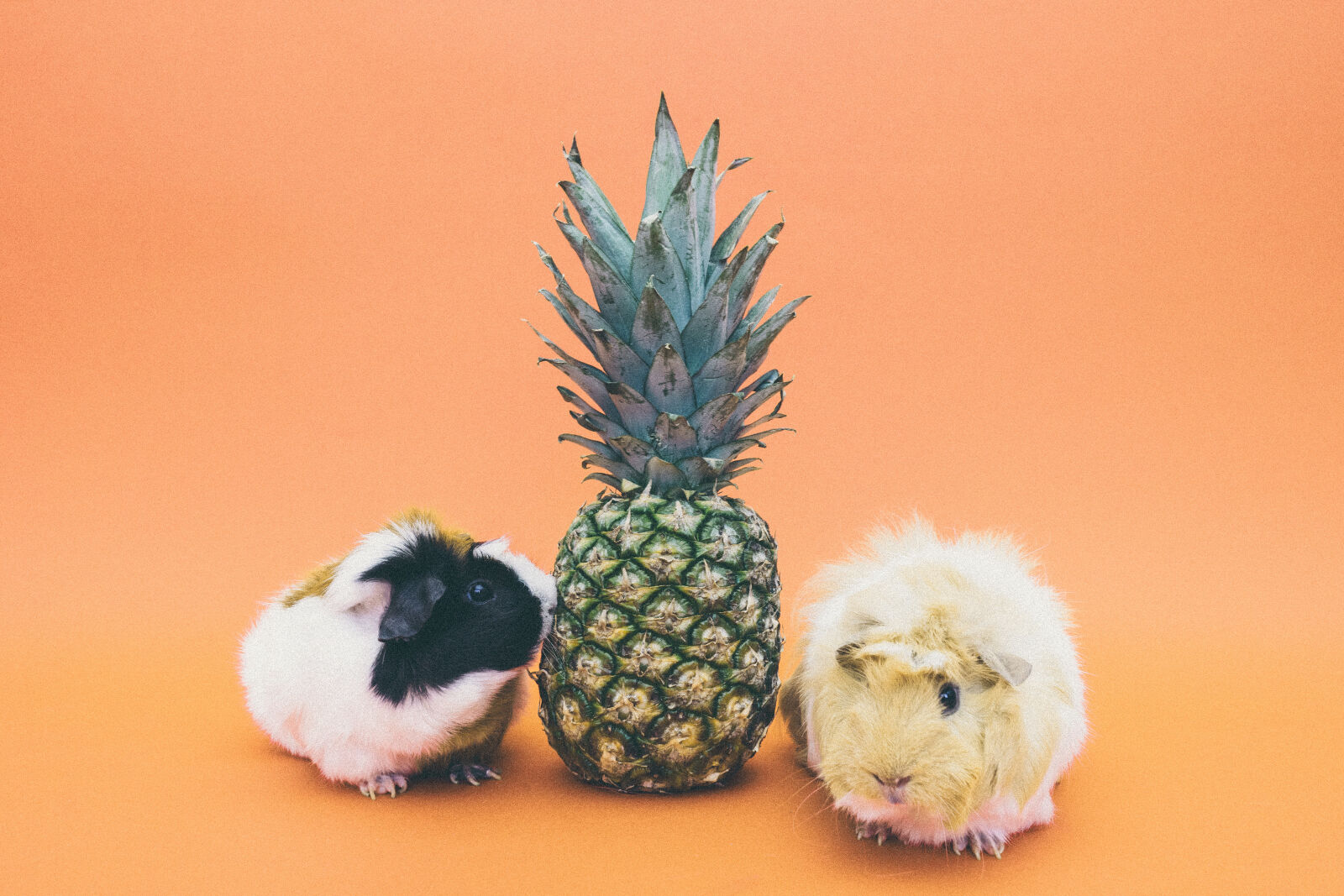 Sony a7 II + Sony FE 28-70mm F3.5-5.6 OSS sample photo. Pineapple, fruit, between, 2 photography