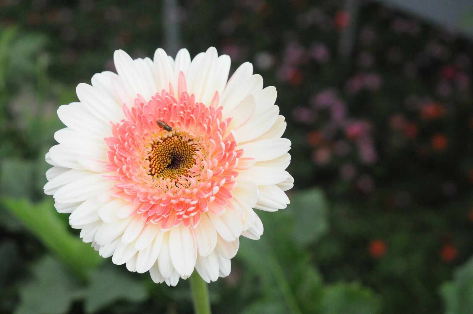 Nikon D300S sample photo. Bee on flower, white photography