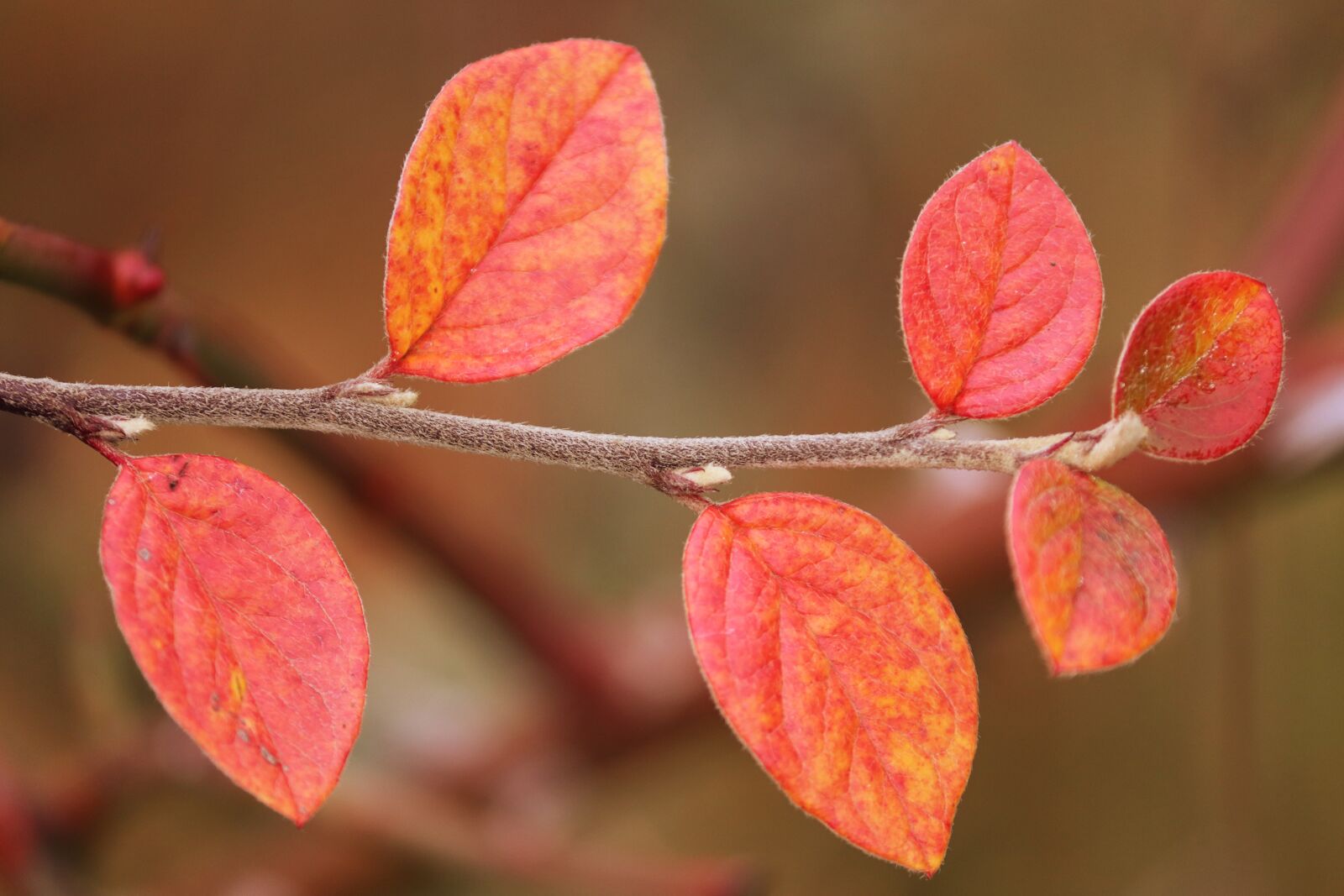 Canon EOS 200D (EOS Rebel SL2 / EOS Kiss X9) sample photo. Fall foliage, leaves, colored photography