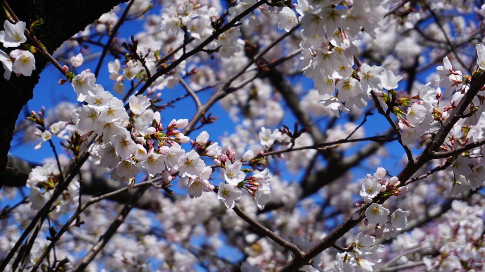 Sony a6000 sample photo. Cherry blossom, tree, blossom photography