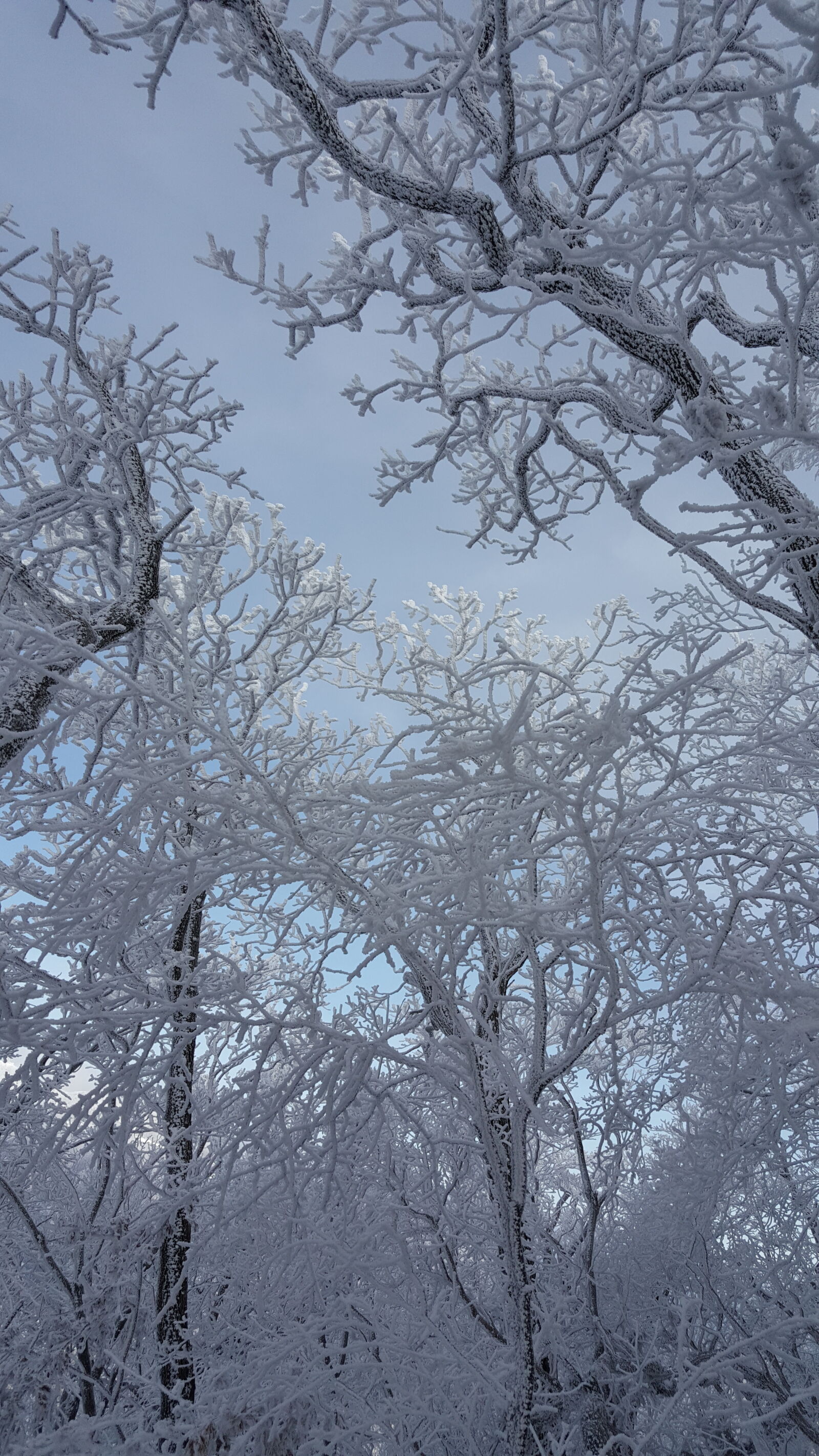 Samsung Galaxy Note5 sample photo. Korea, mountain, taebaeksan, winter photography