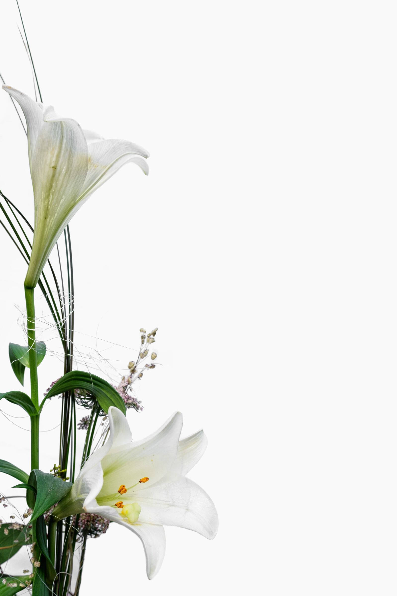 Fujifilm X-T2 + Fujifilm XF 16mm F1.4 R WR sample photo. Lily, orchid, white photography