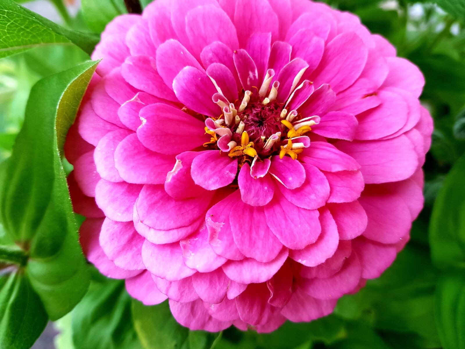 Samsung Galaxy S7 Edge sample photo. Flower, bloom, summer photography