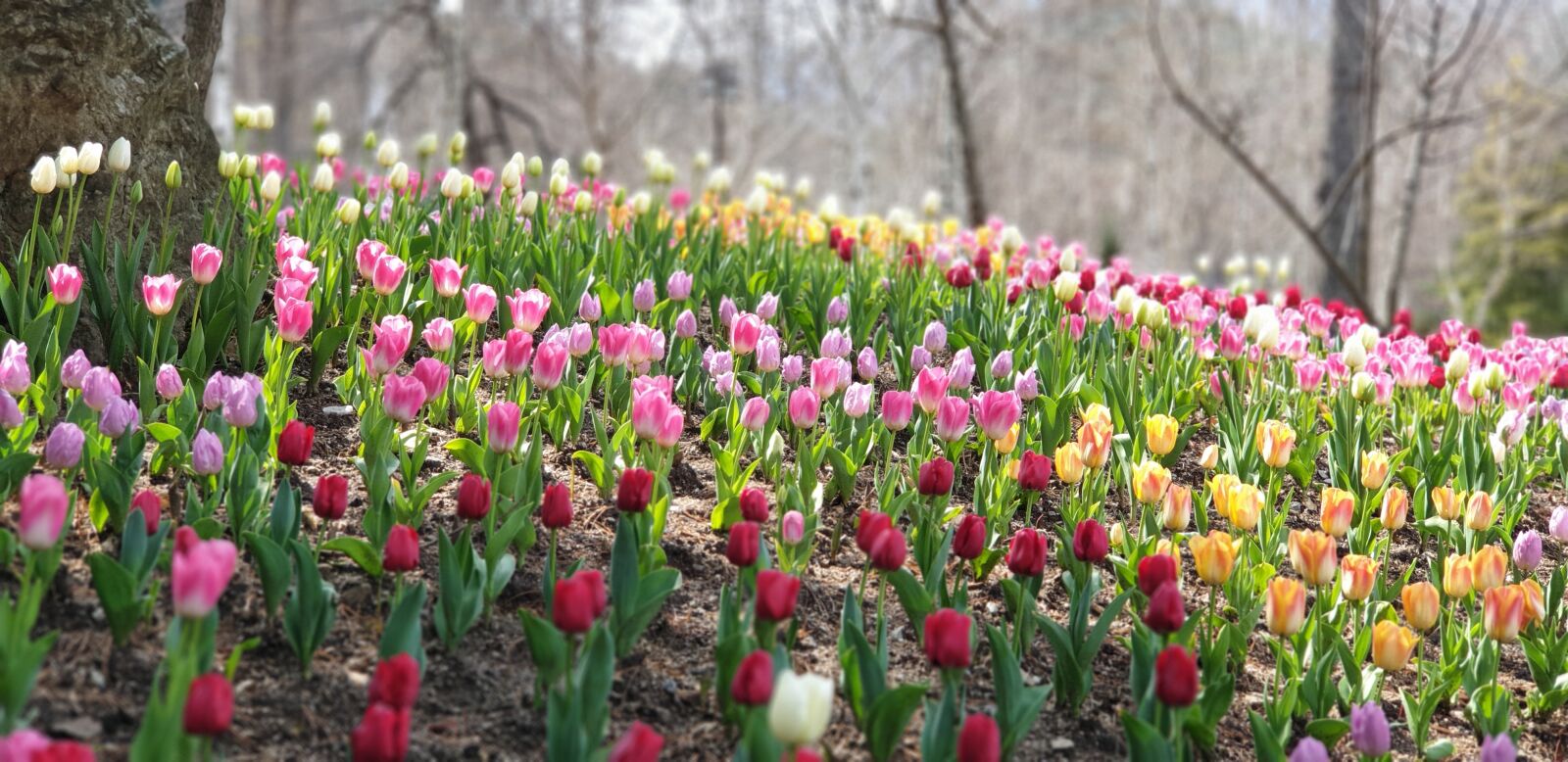 Samsung Galaxy Note9 sample photo. Spring, nature, plants photography