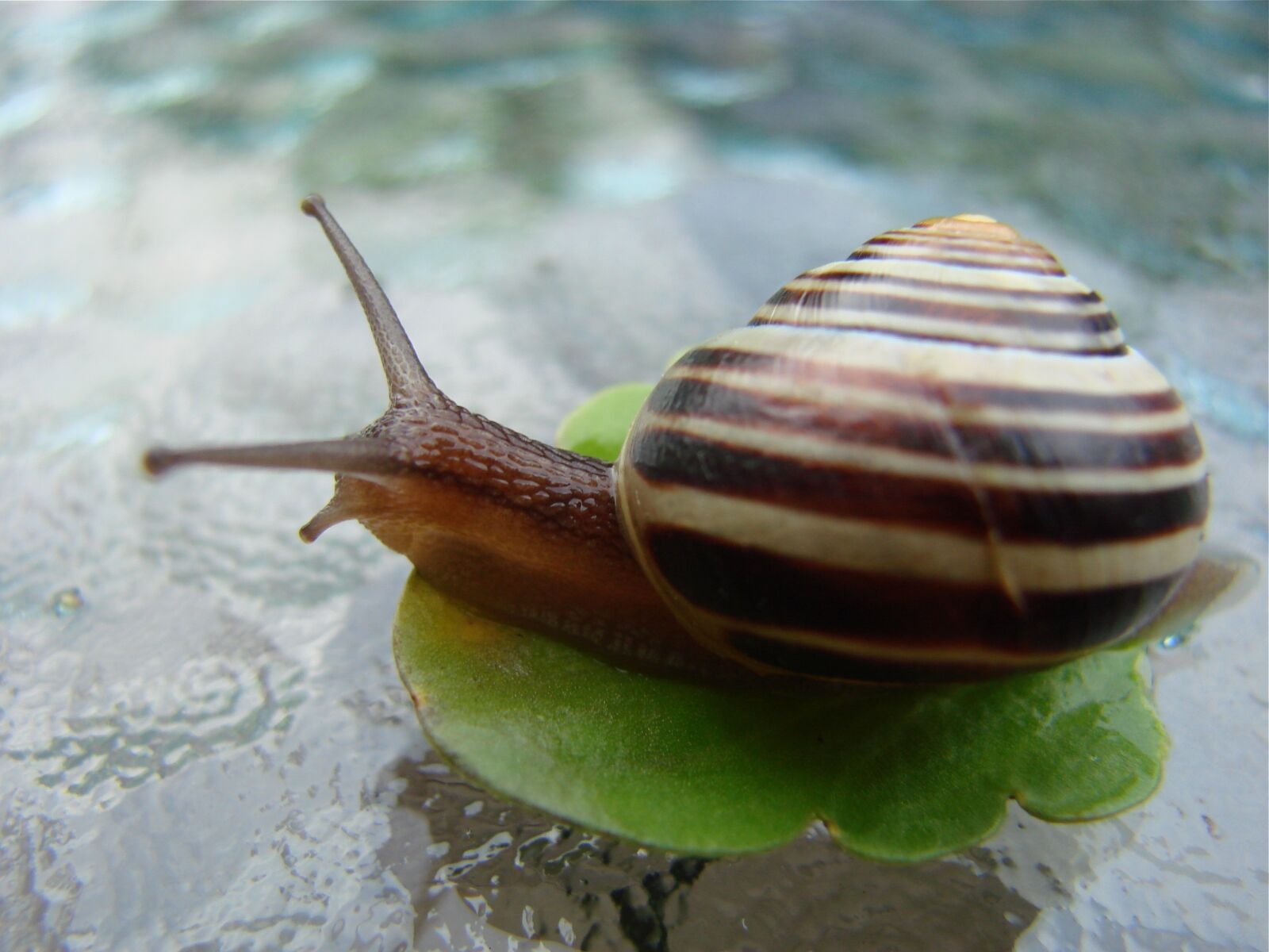 Sony DSC-H5 sample photo. Snail, nature, shell photography